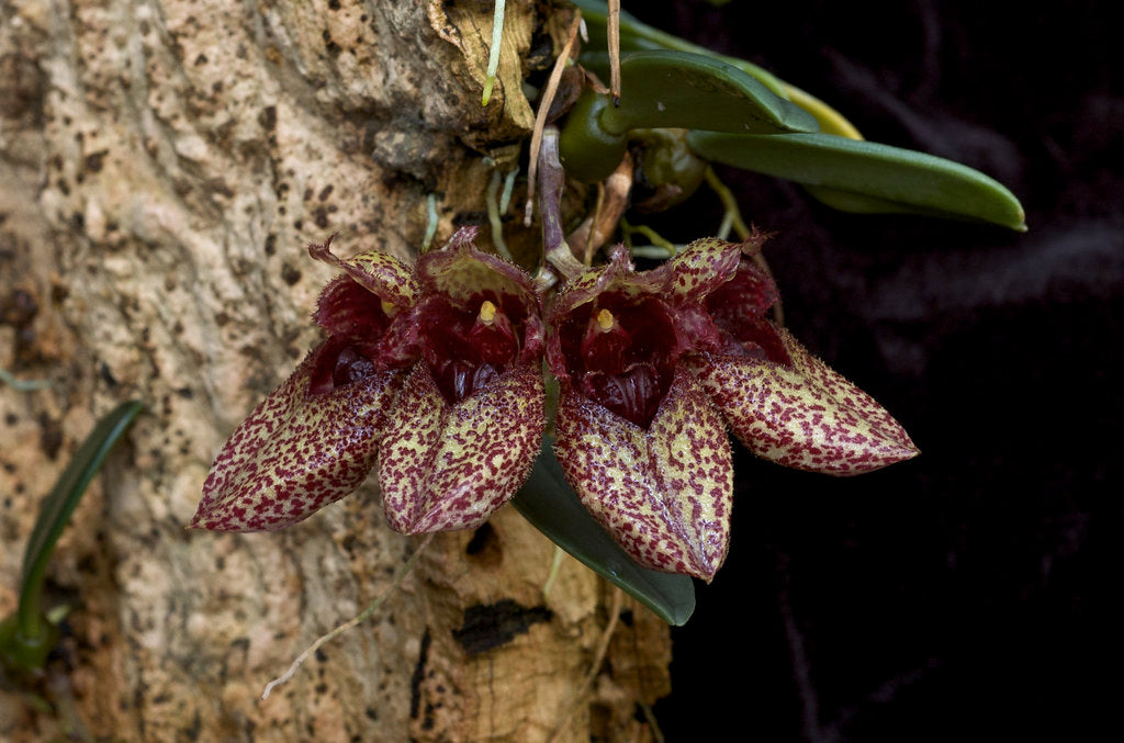 Bulbophyllum frostii flowering on bark with mottled red blooms