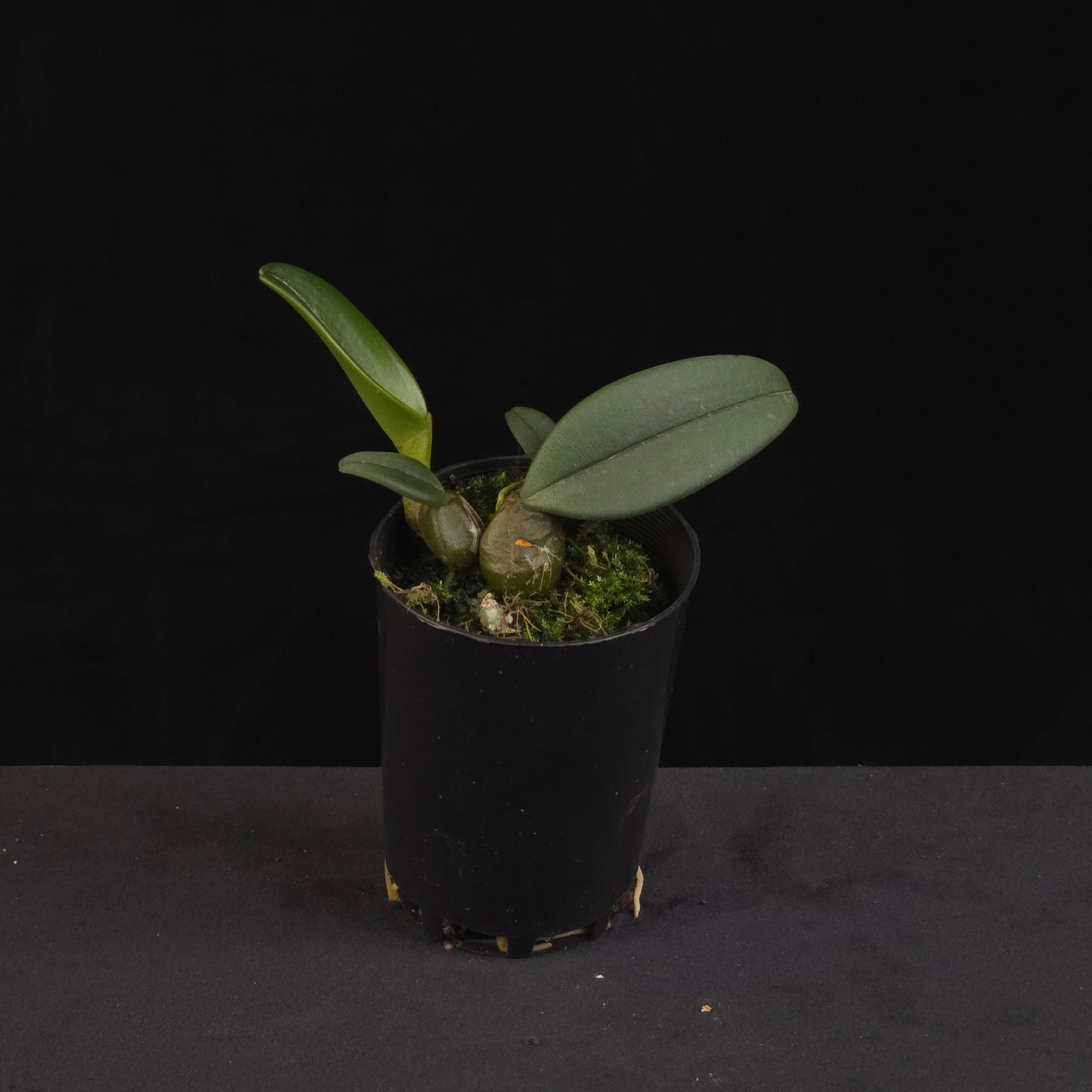 Bulbophyllum frostii orchid growing in black nursery pot