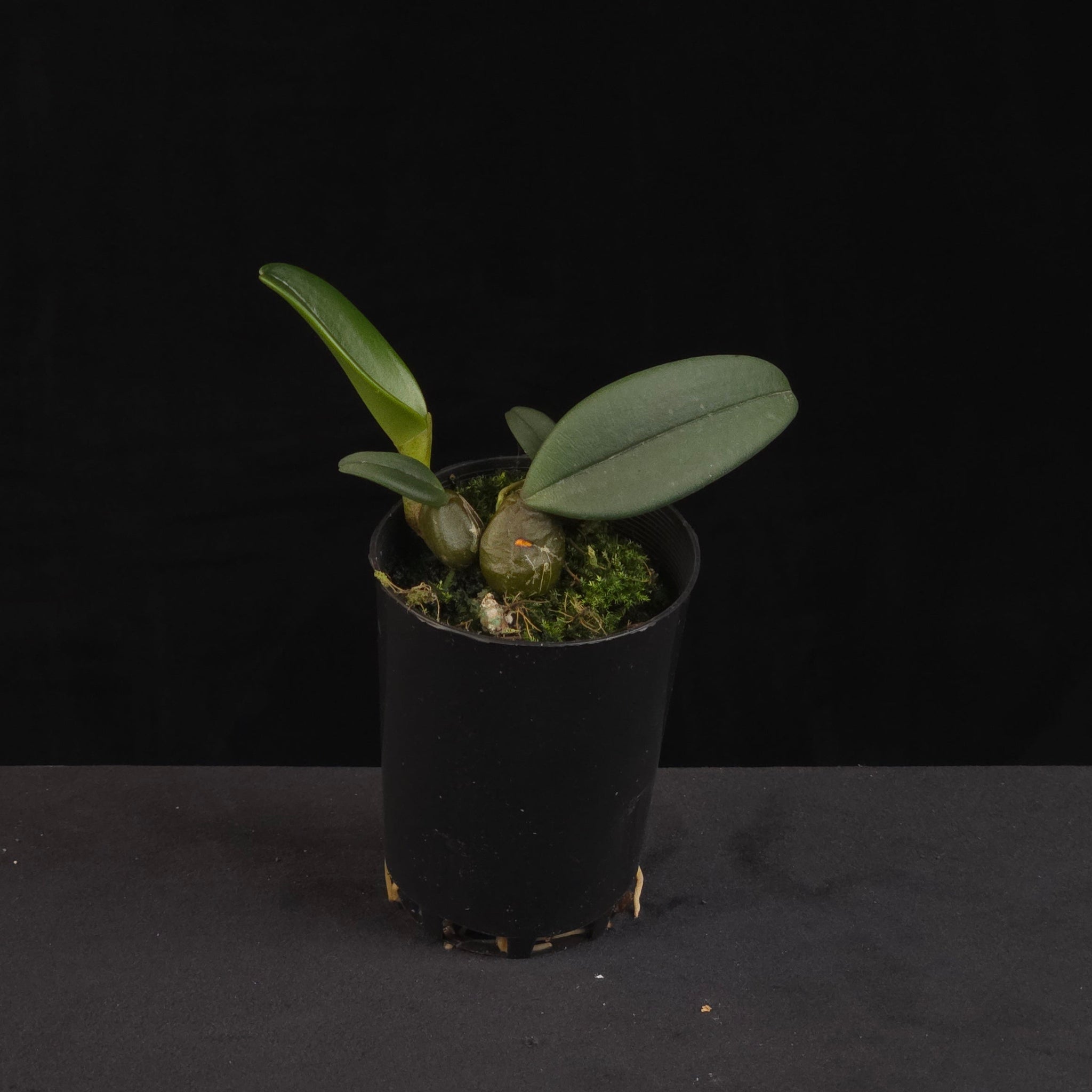 Bulbophyllum frostii orchid growing in black nursery pot