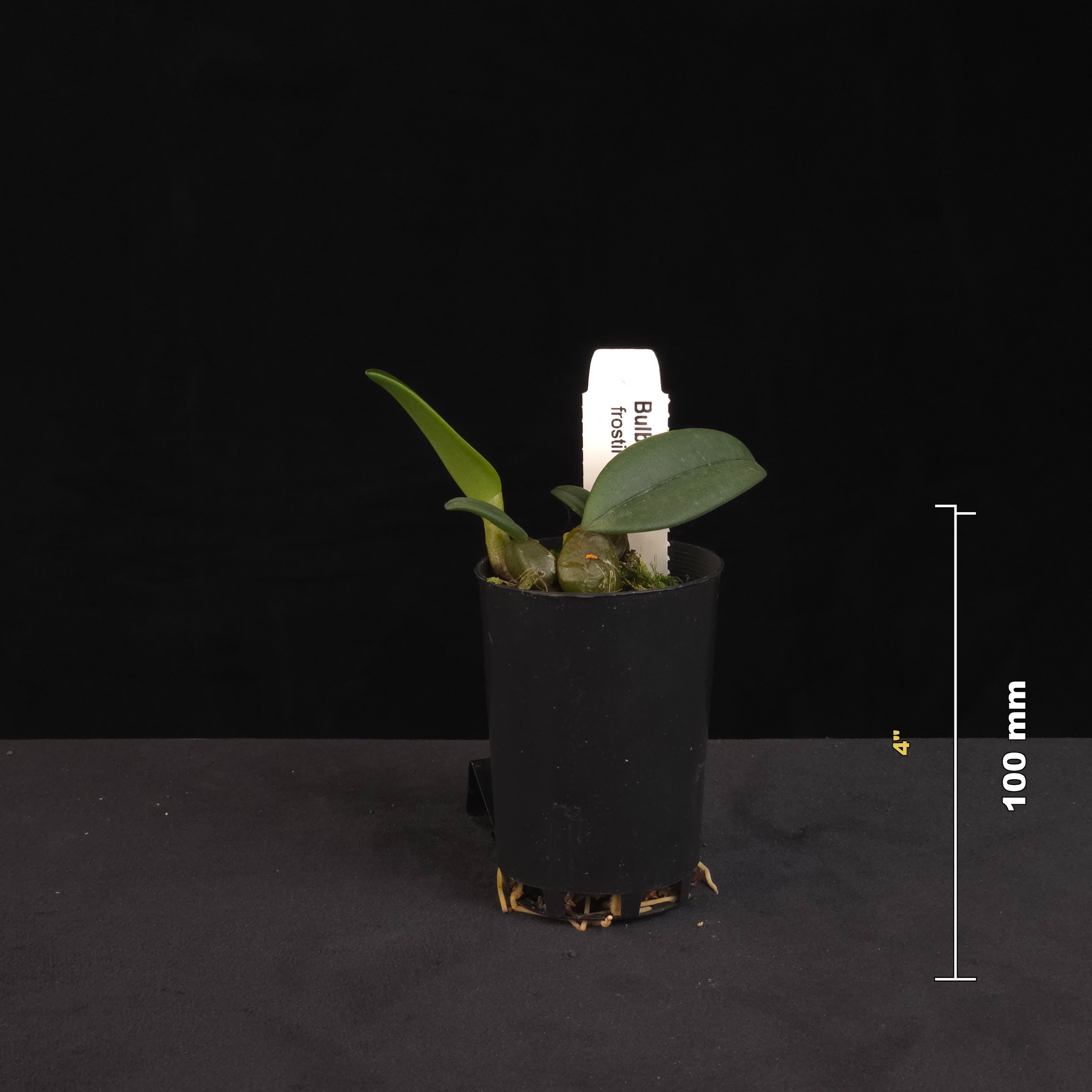 Bulbophyllum frostii potted orchid shown with size reference