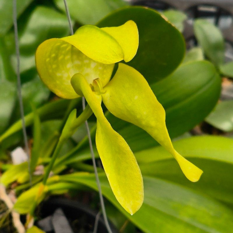 Bulbophyllum grandiflorum var. aureum