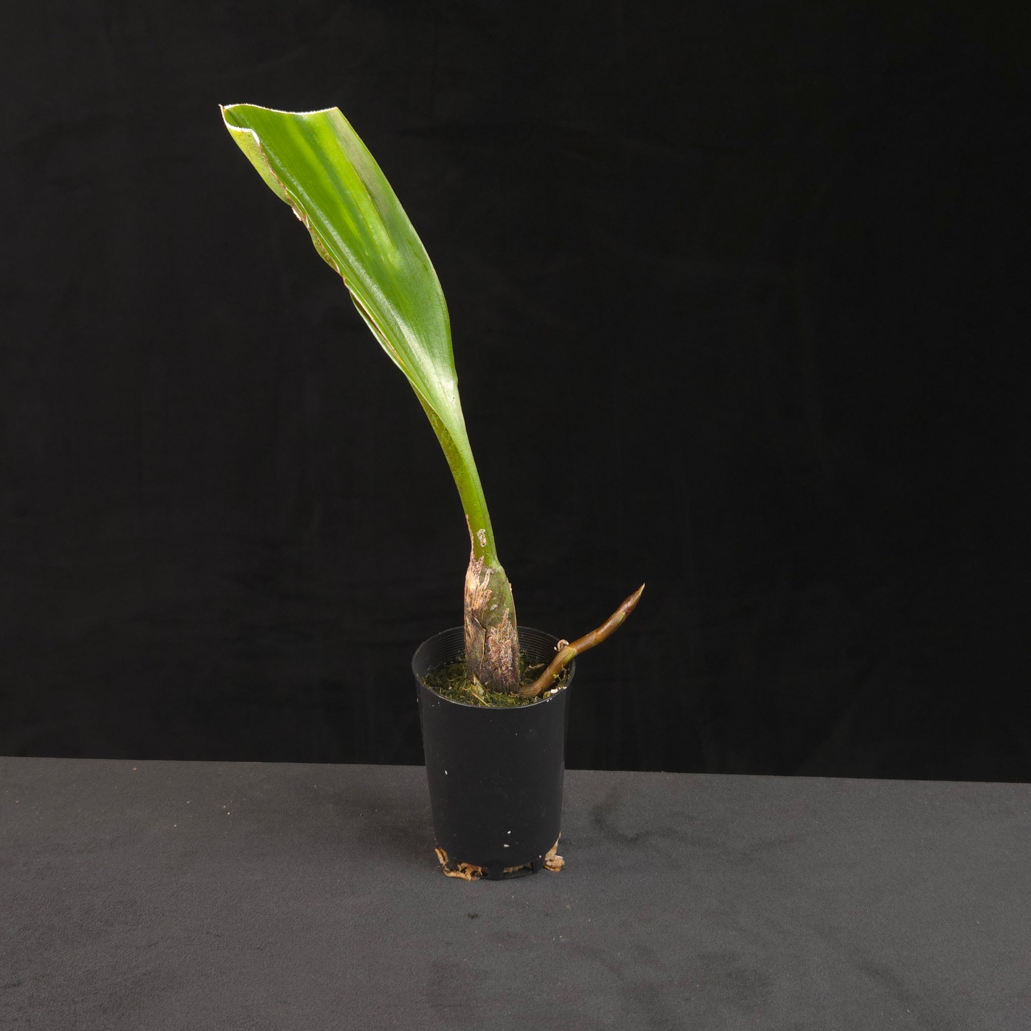 Bulbophyllum lasianthum orchid with tall green leaf in nursery pot