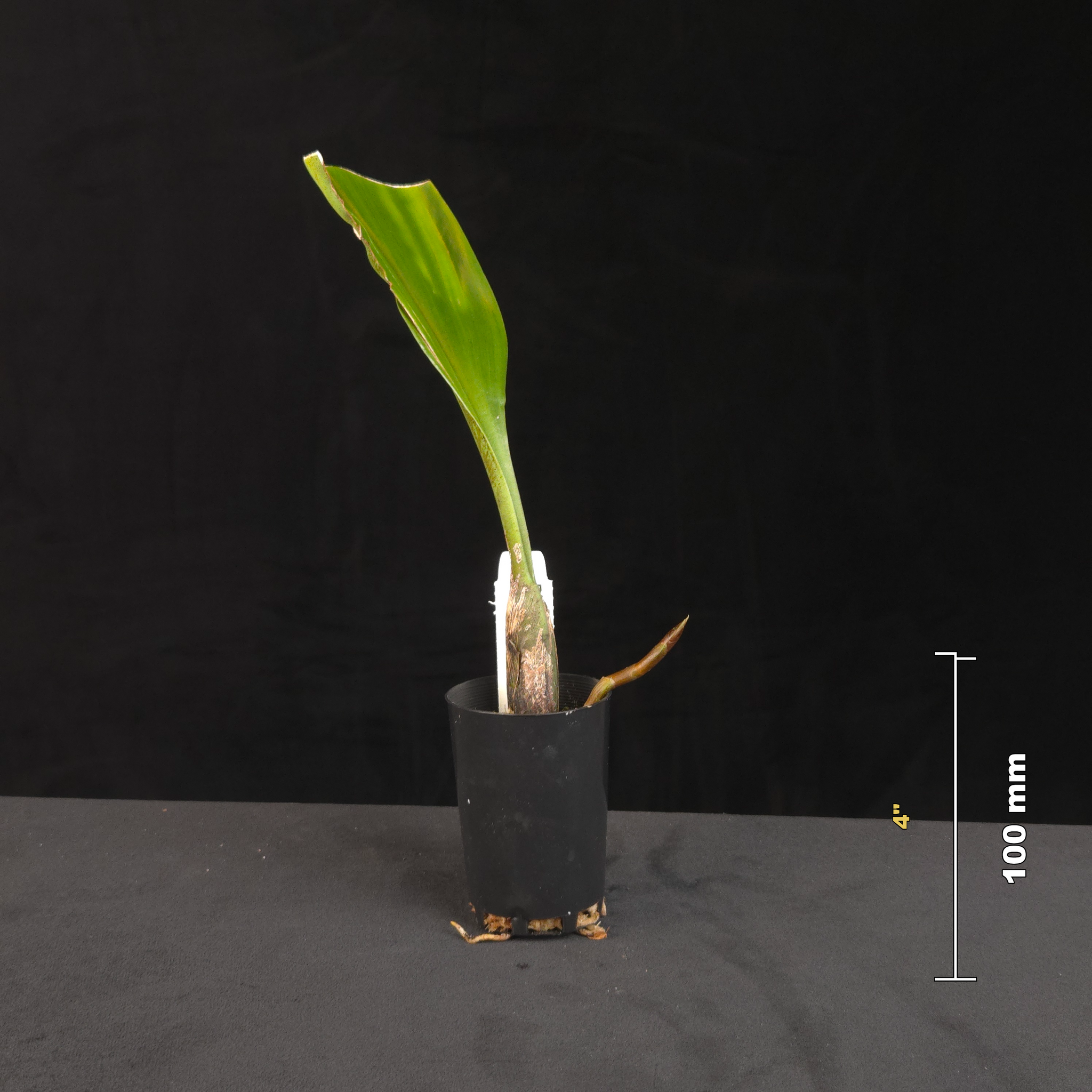 Bulbophyllum lasianthum potted orchid shown with size reference
