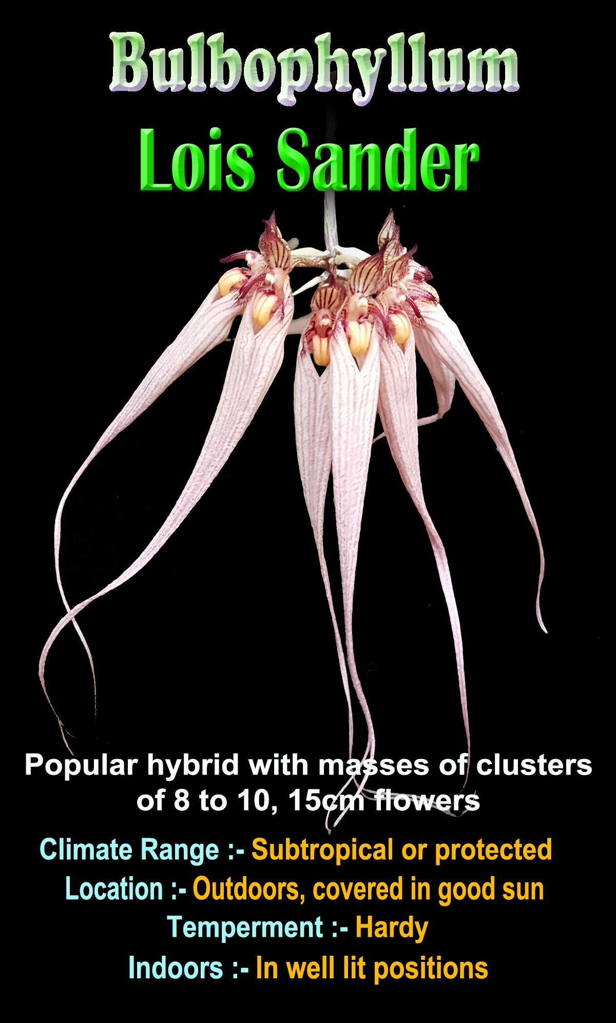 Bulbophyllum Lois Sander showing distinctive long-petalled flowers