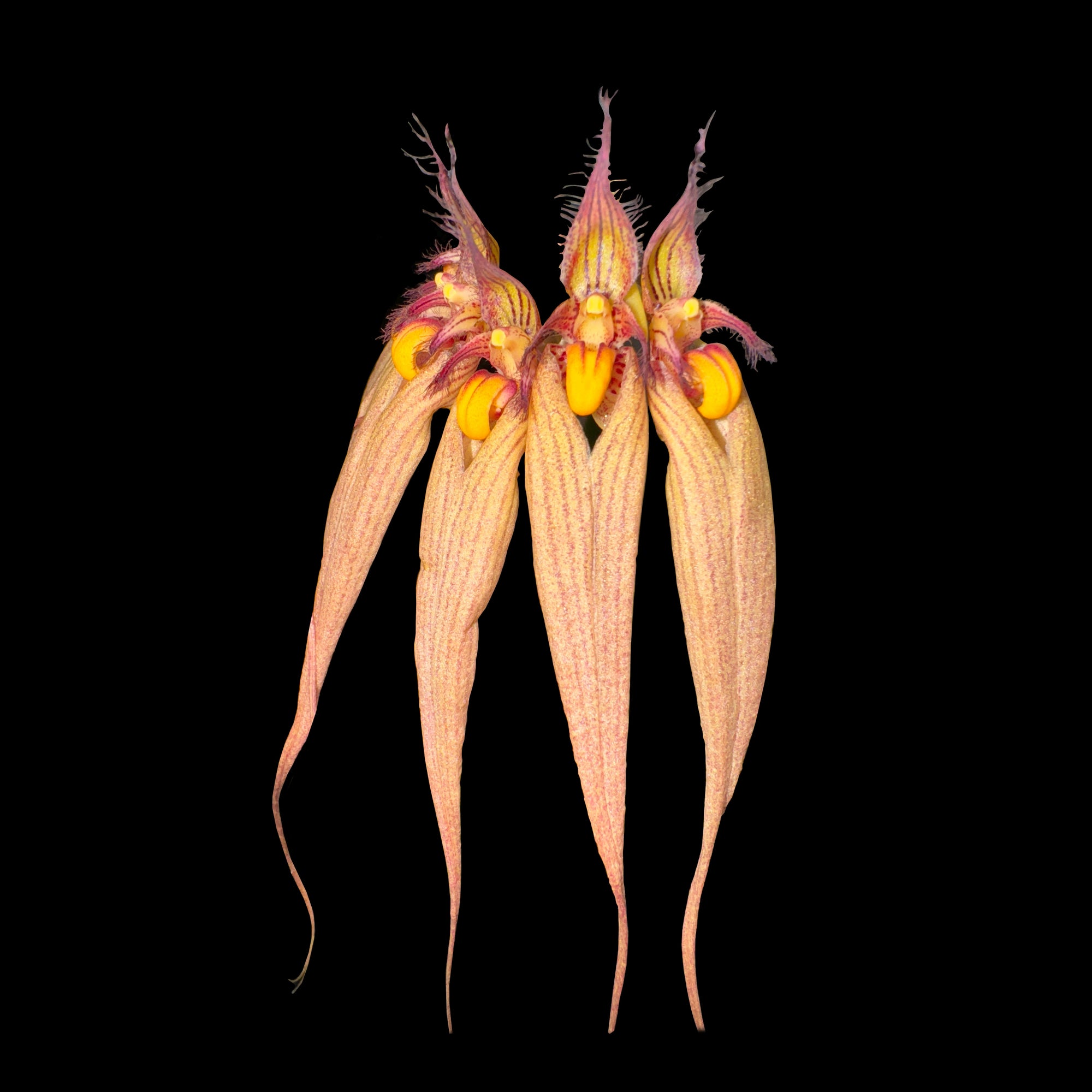 Bulbophyllum Lois Sander with long peach and orange flowers