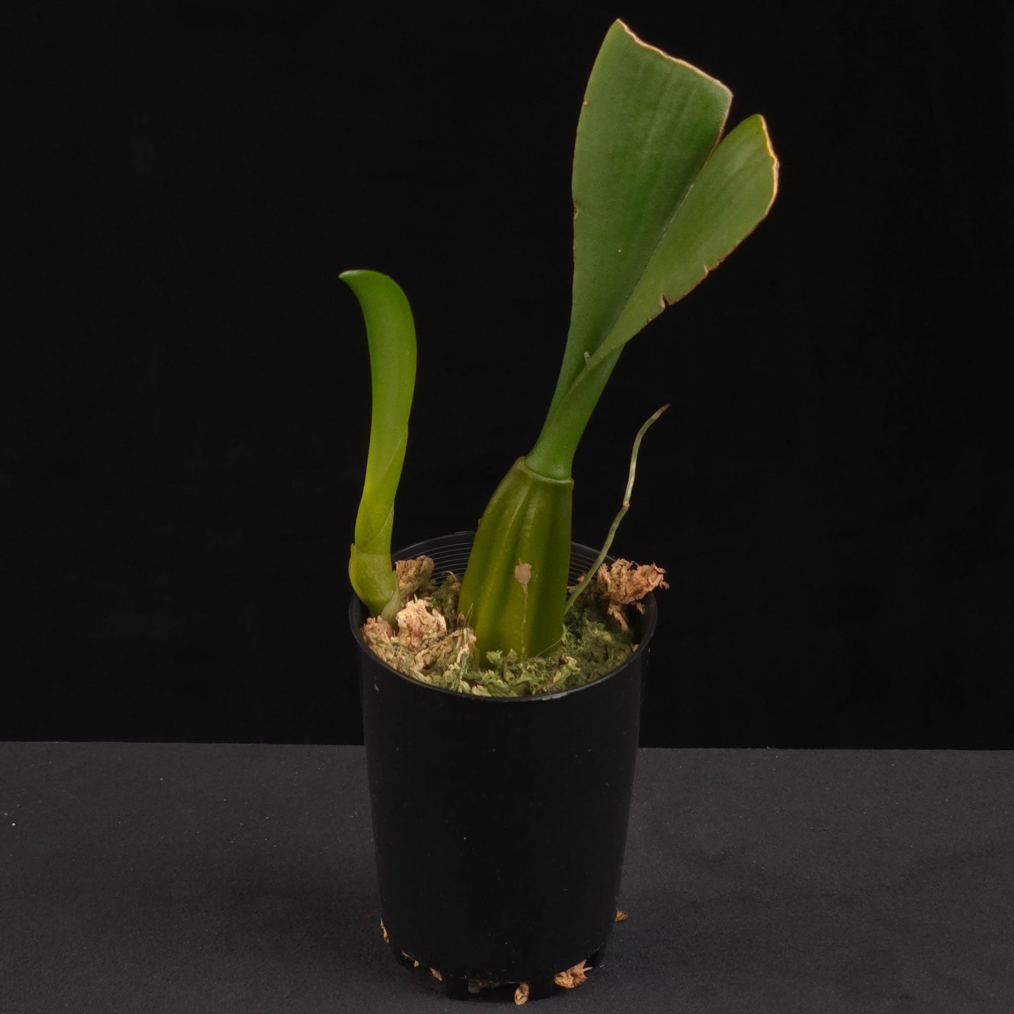 Bulbophyllum Lois Sander orchid growing in black nursery pot
