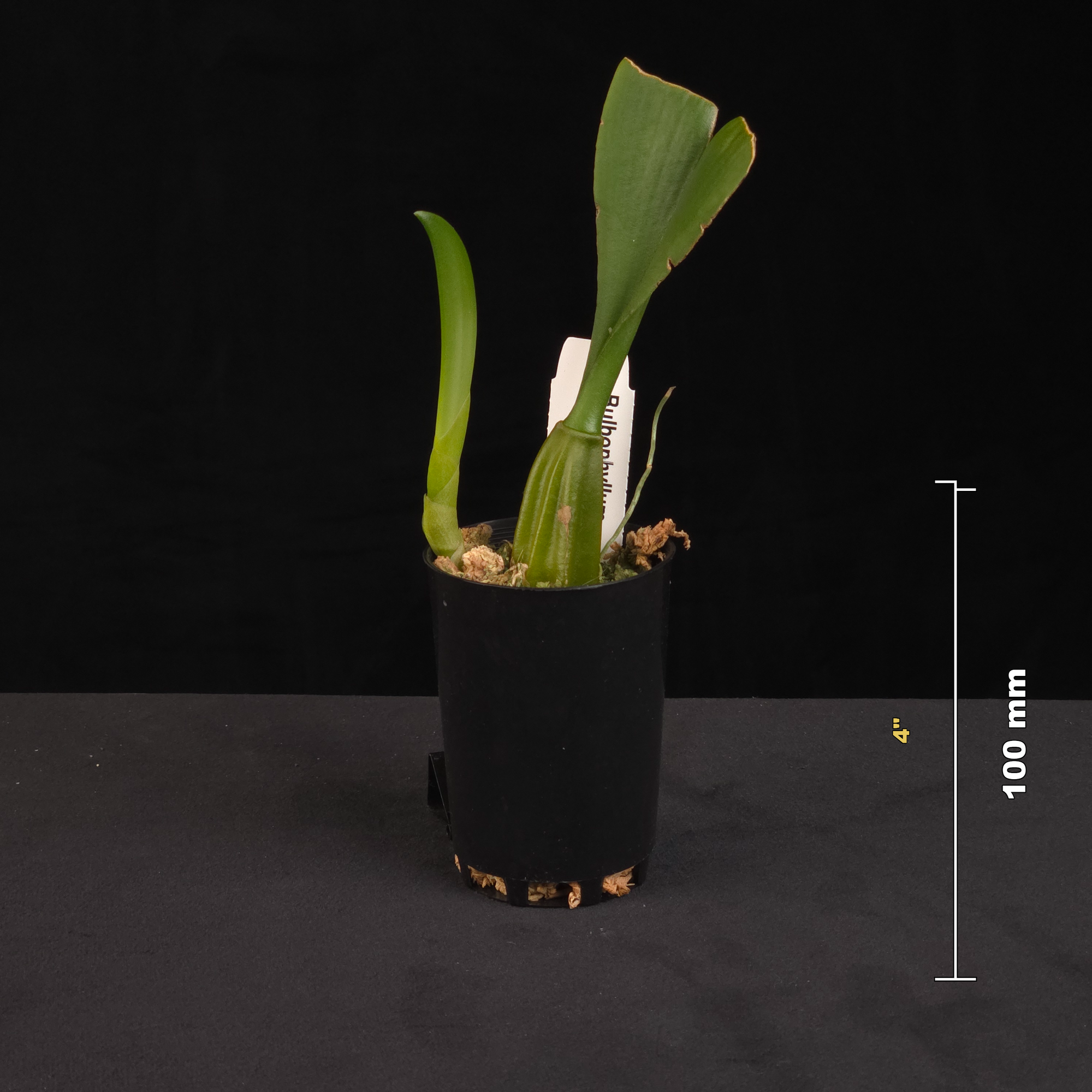 Bulbophyllum Lois Sander potted orchid shown with size reference