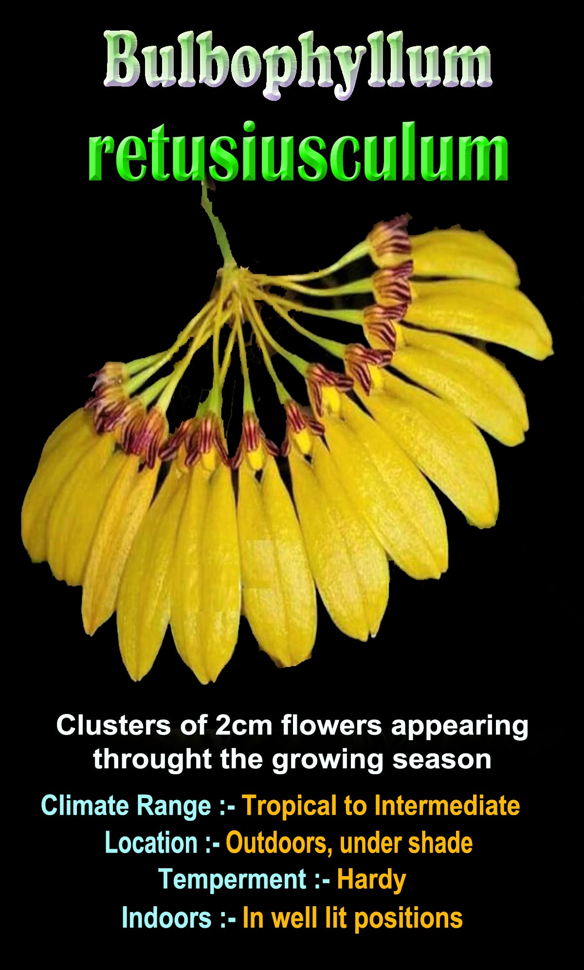 Bulbophyllum retusiusculum showing distinctive yellow clustered flowers