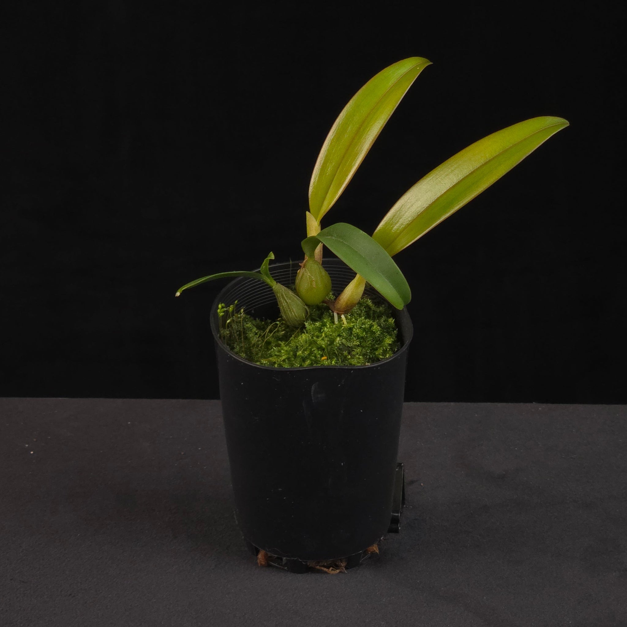 Bulbophyllum retusiusculum orchid growing in black nursery pot