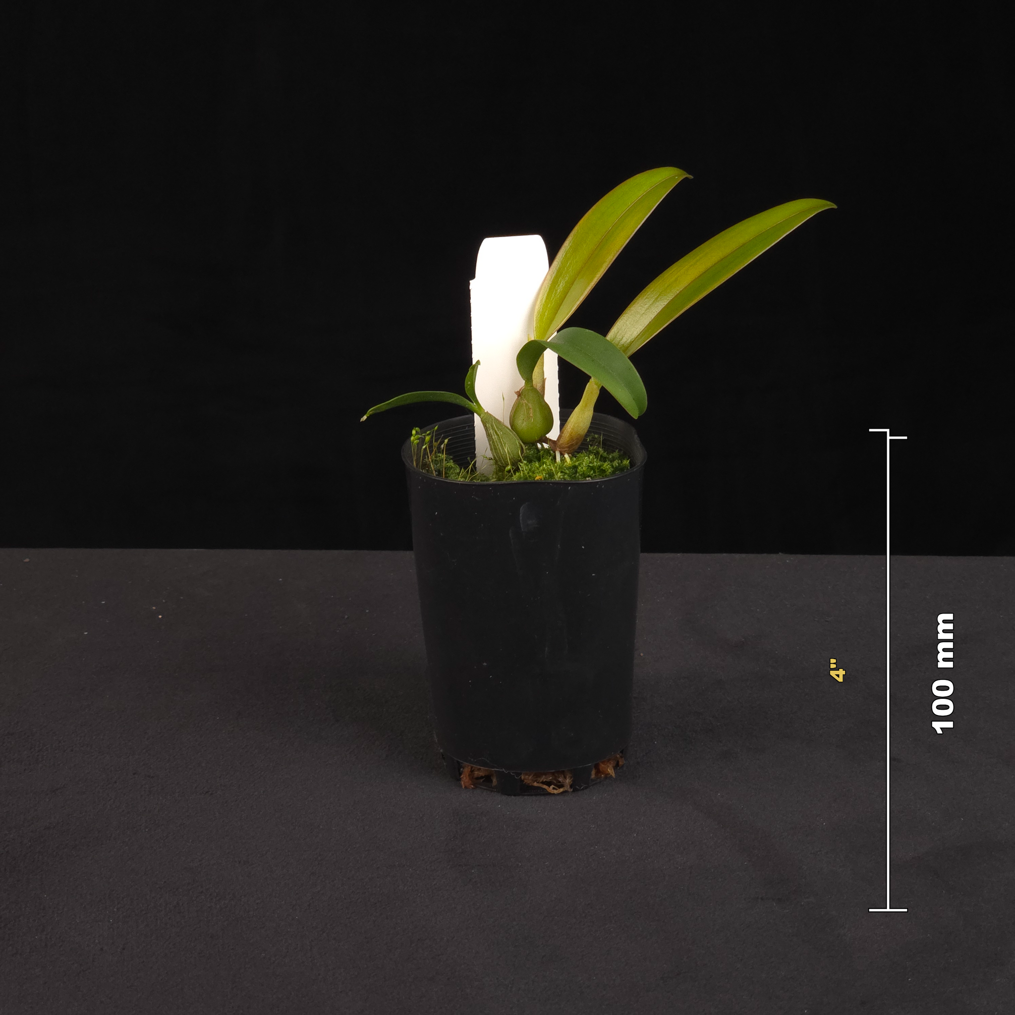 Bulbophyllum retusiusculum potted orchid shown with size reference