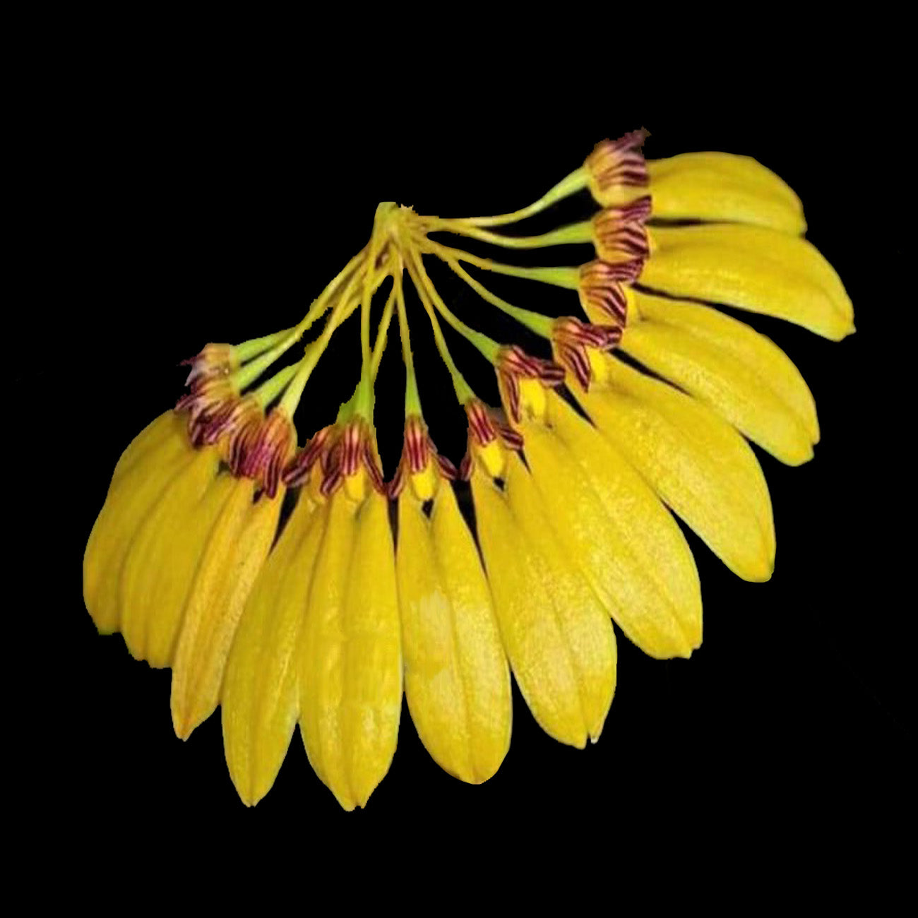 Bulbophyllum retusiusculum with fan-shaped cluster of yellow flowers