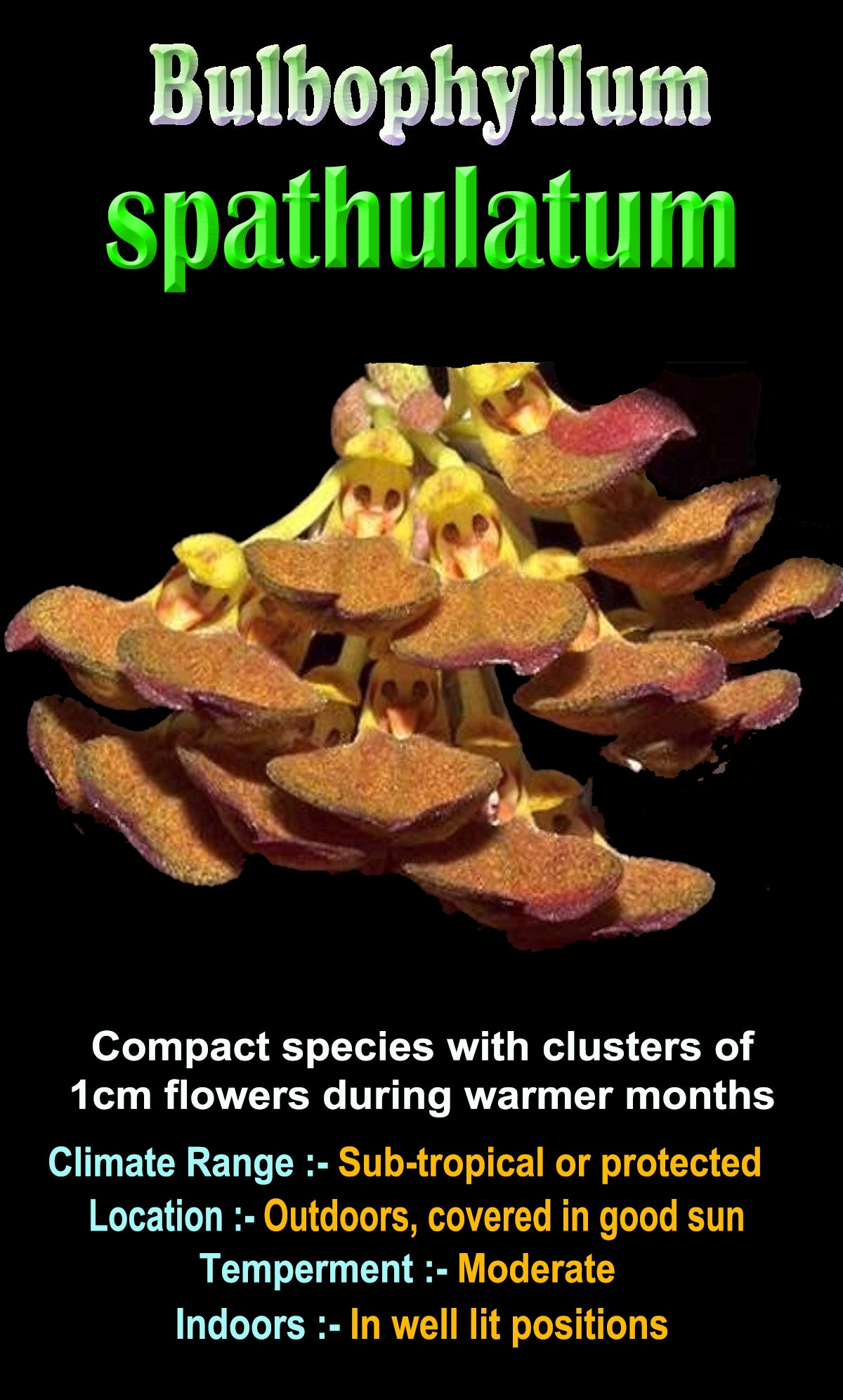 Bulbophyllum spathulatum showing clustered yellow and brown flowers