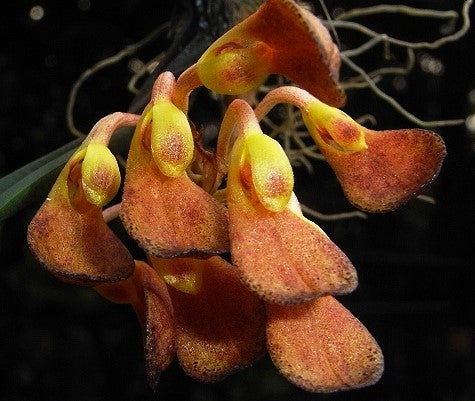 Bulbophyllum spathulatum close-up showing yellow and reddish brown blooms