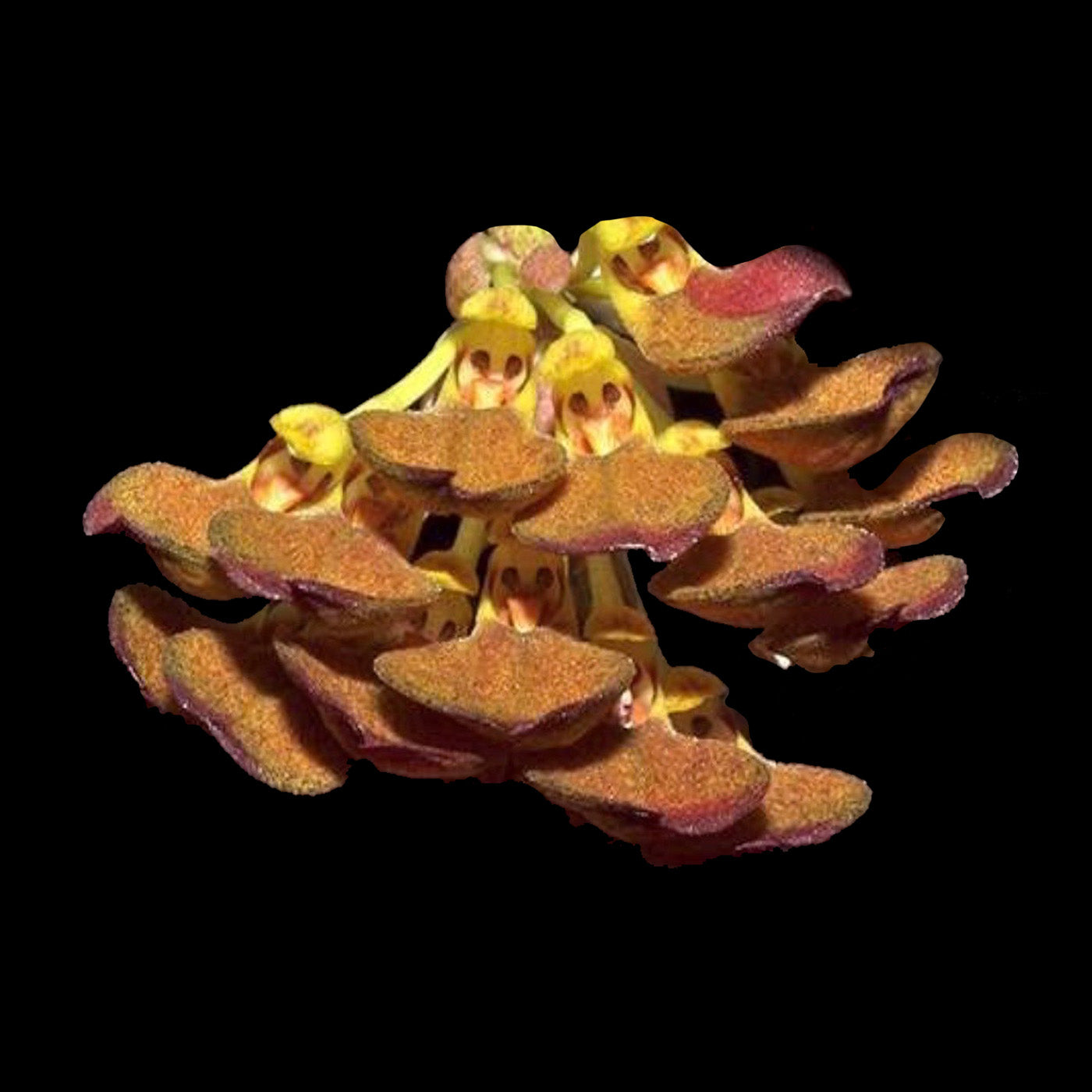 Bulbophyllum spathulatum with clustered yellow and reddish brown flowers