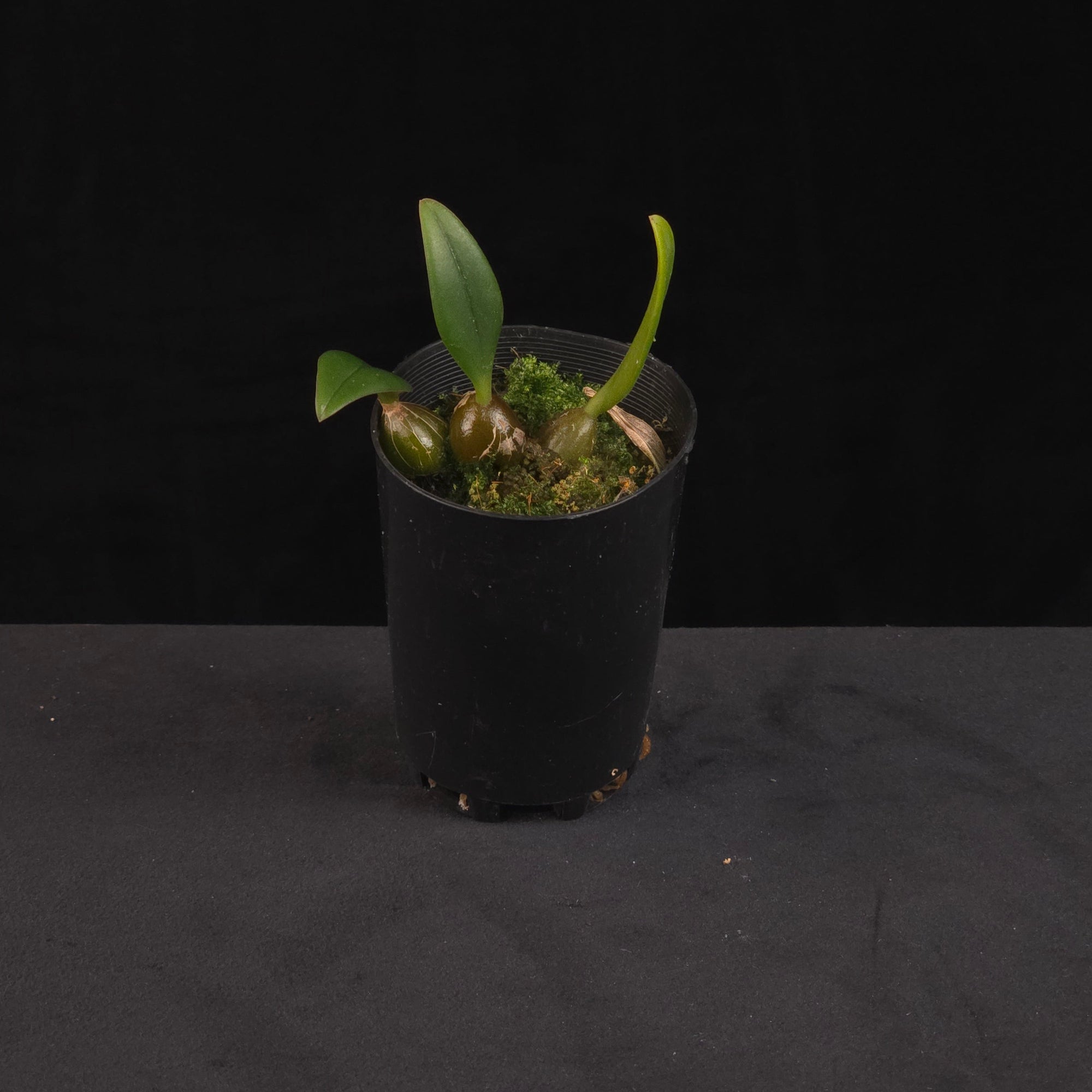 Bulbophyllum spathulatum orchid growing in black nursery pot