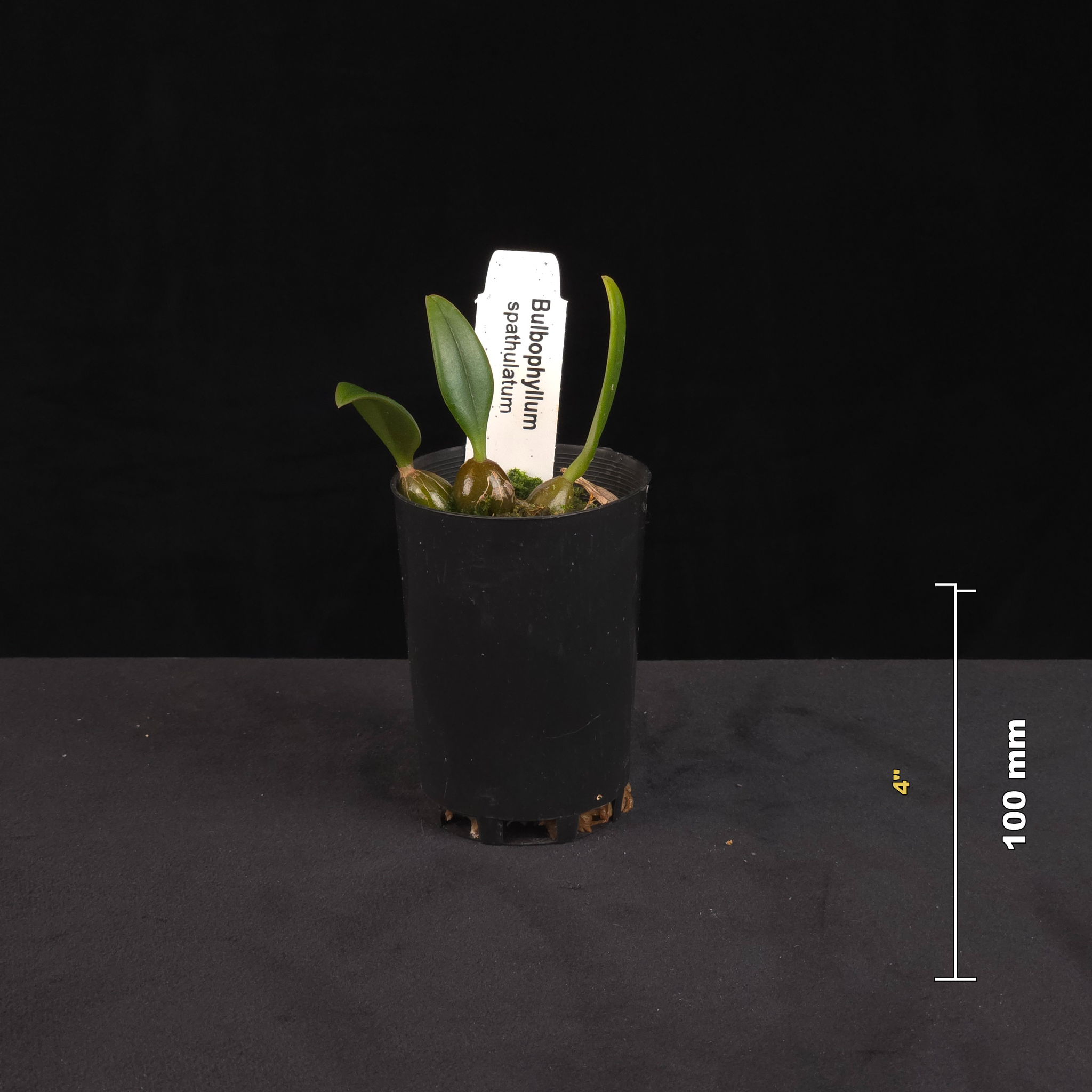 Bulbophyllum spathulatum potted orchid shown with size reference