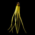 Bulbophyllum thiurum