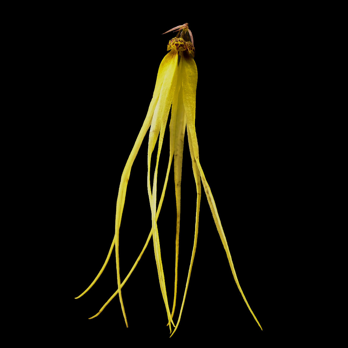 Bulbophyllum thiurum - The "Dancing Lady" Orchid