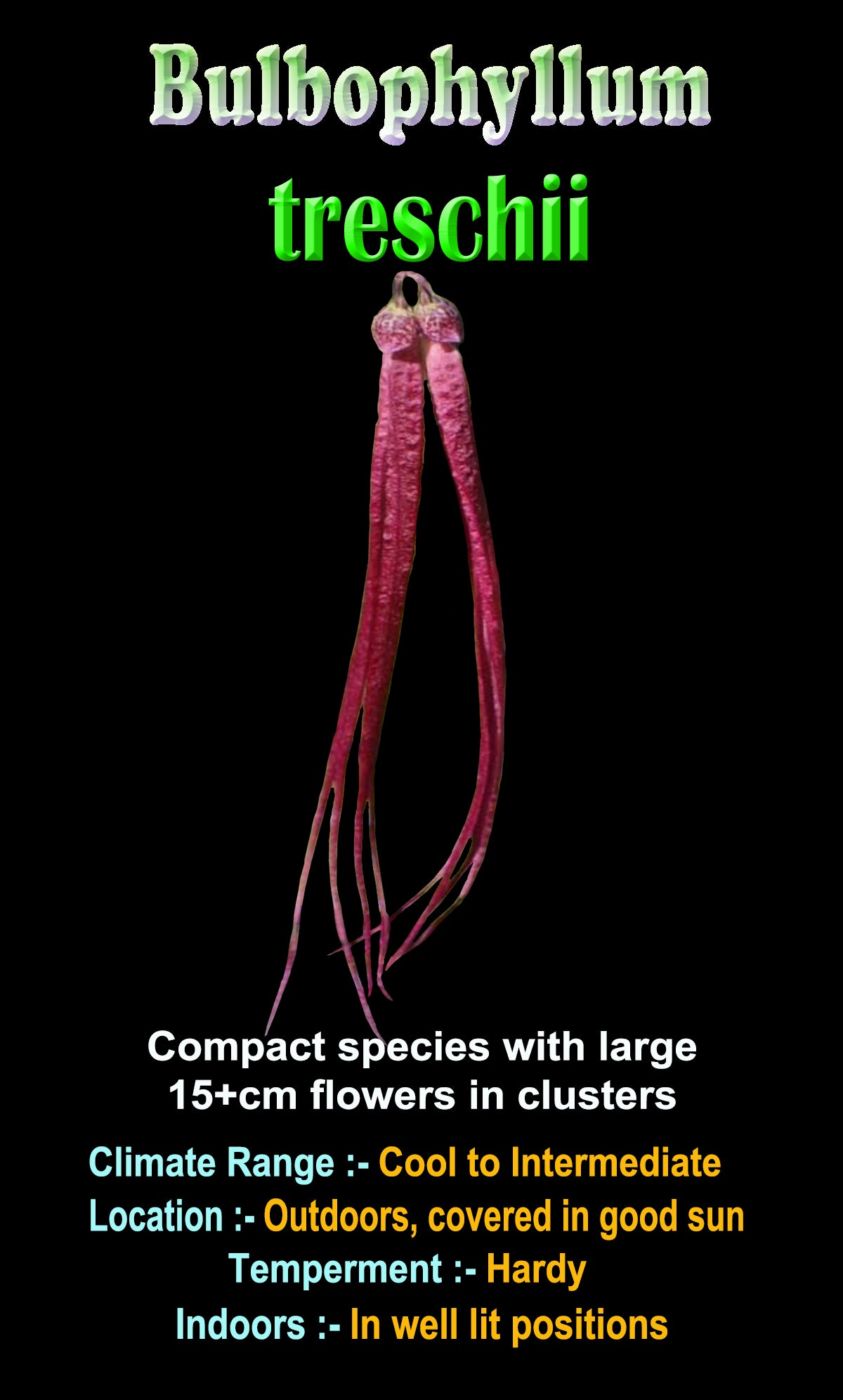 Bulbophyllum treschii showing distinctive long pink pendant flower