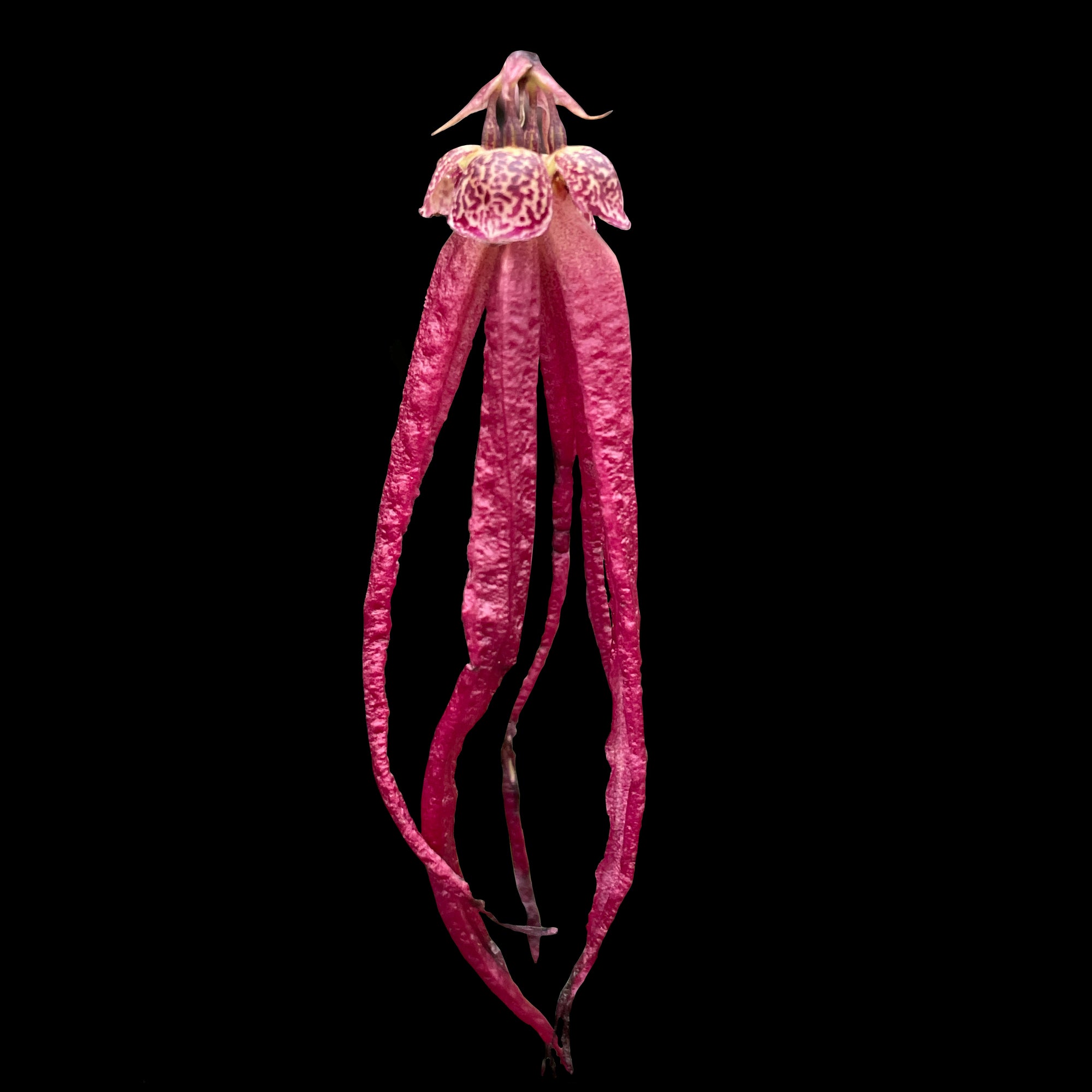 Bulbophyllum treschii with long deep pink pendant flowers