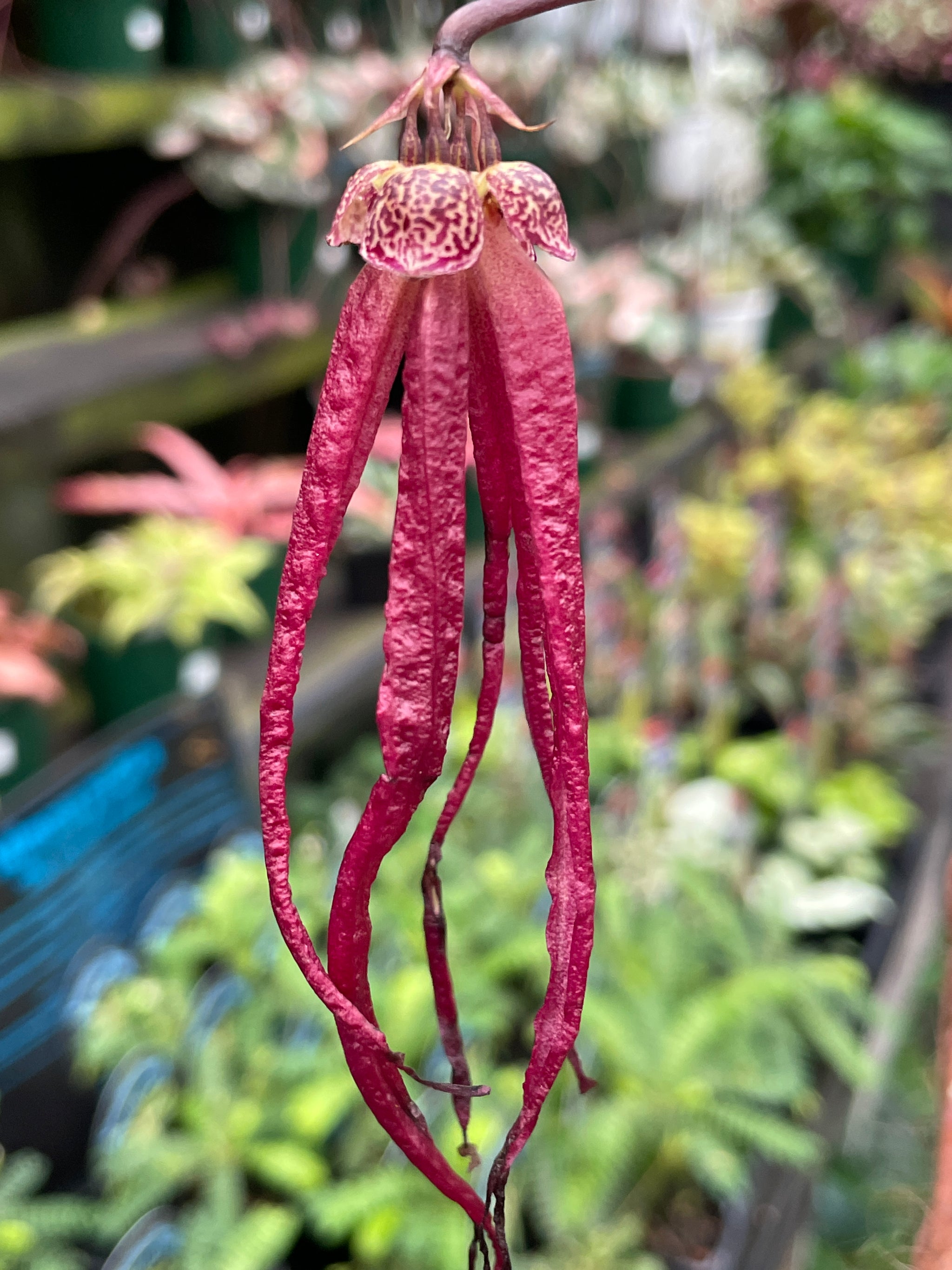 Bulbophyllum treschii flowering with long narrow deep pink blooms