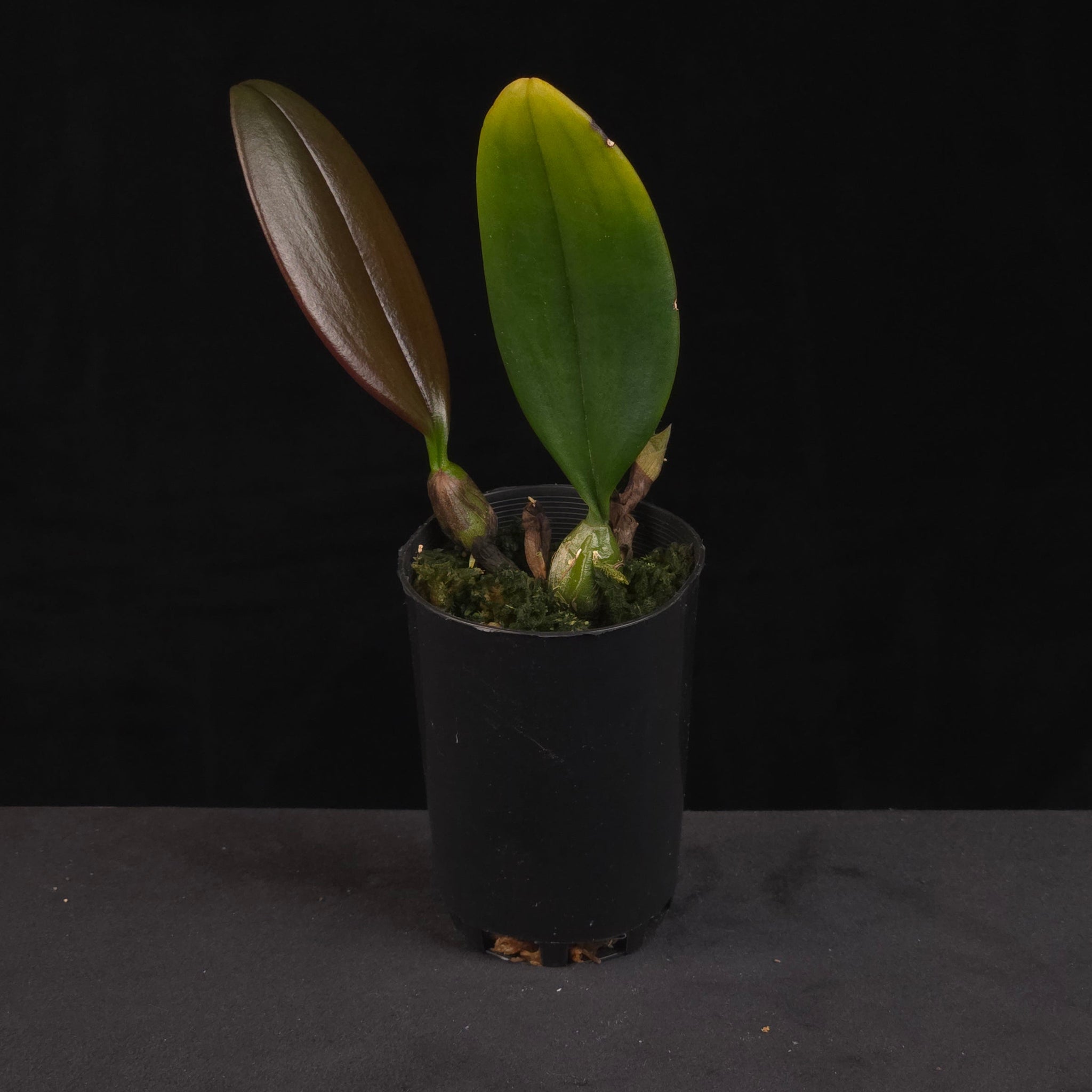 Bulbophyllum treschii orchid growing in black nursery pot
