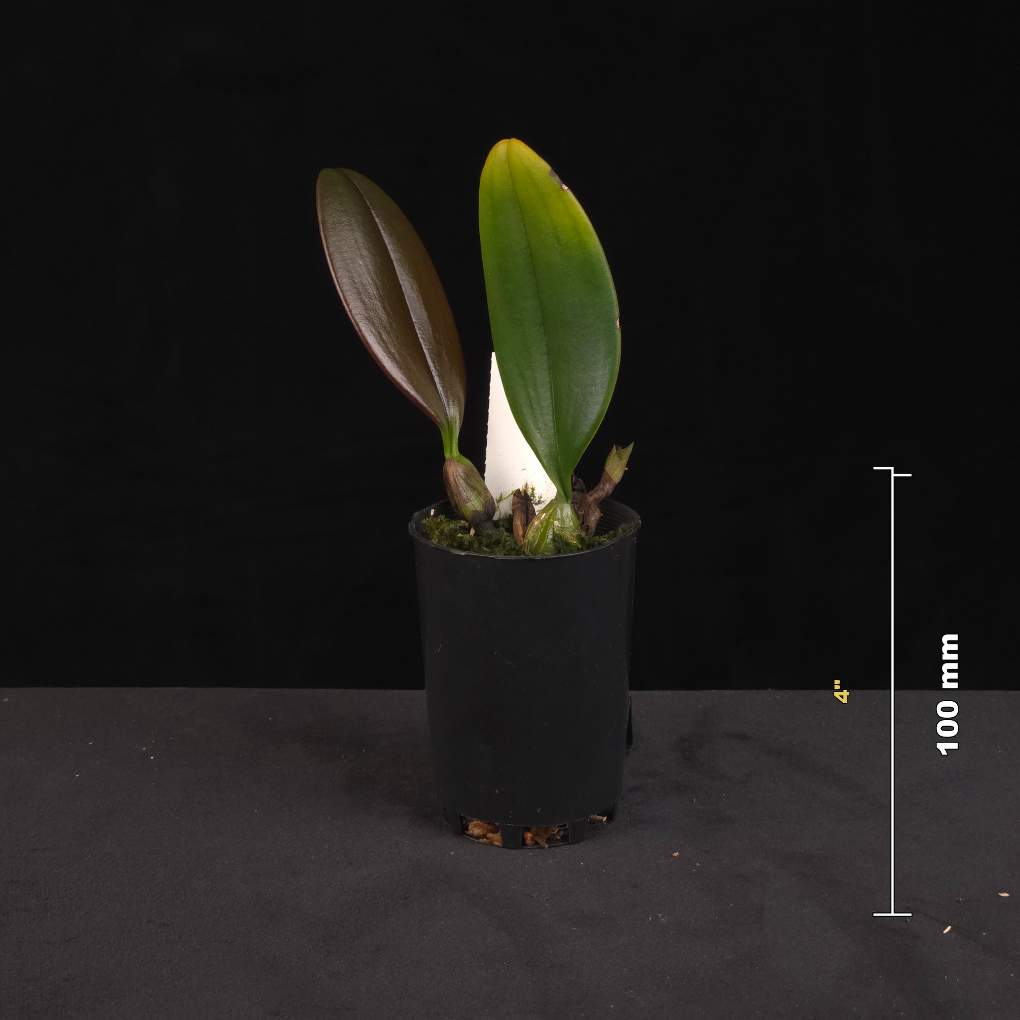 Bulbophyllum treschii potted orchid shown with size reference