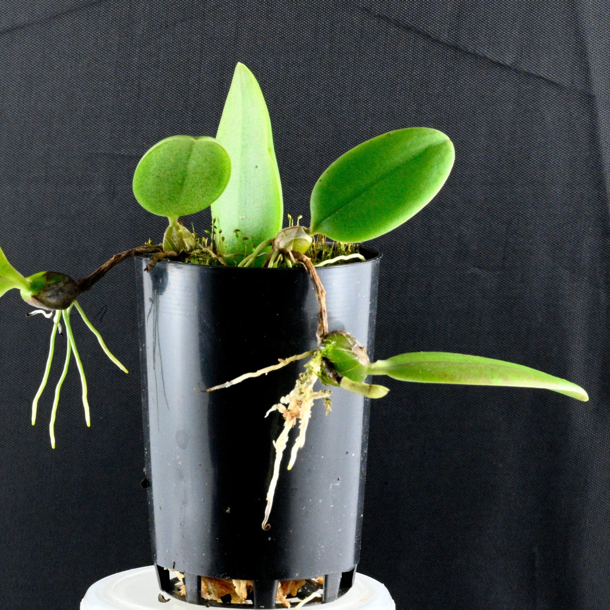 Bulbophyllum purpurescens