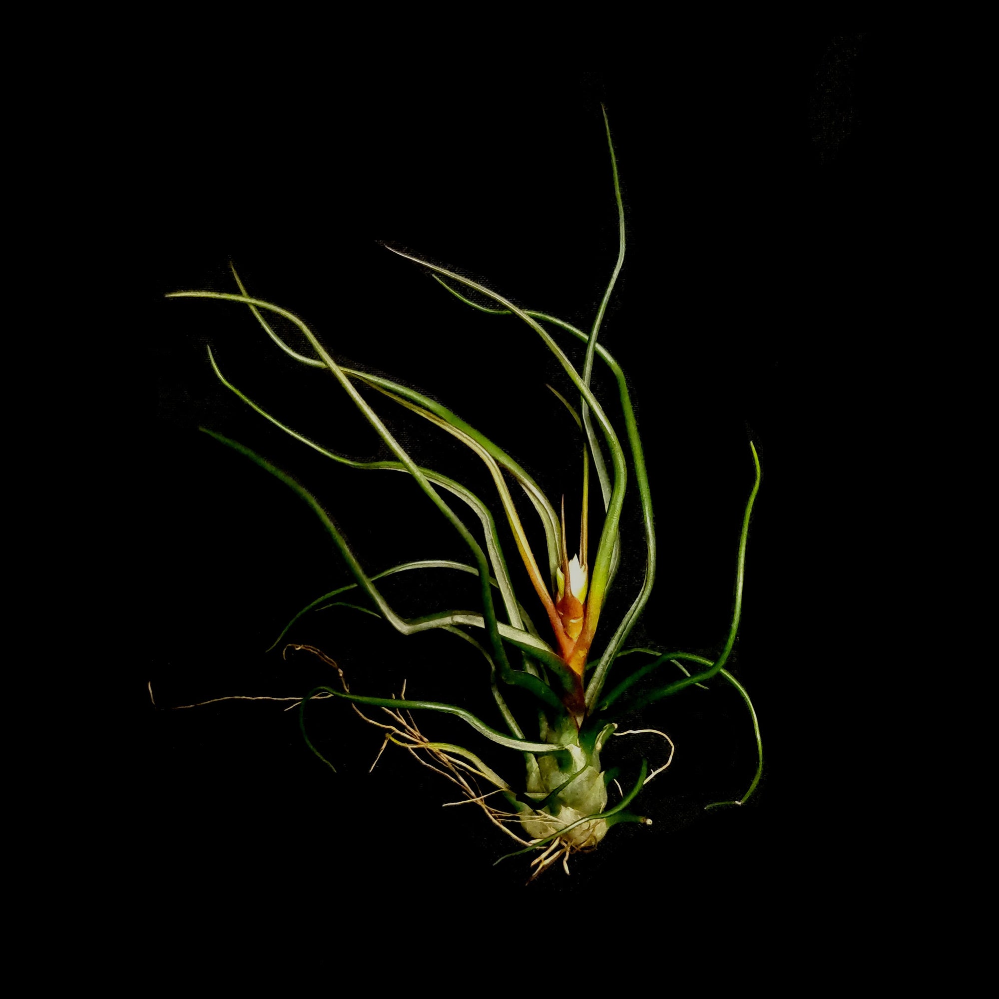 Tillandsia bulbosa