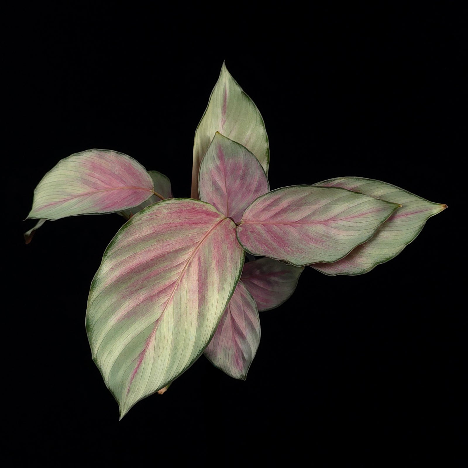 Calathea roseopicta 'Silver Plate' (syn. Geoppertia)