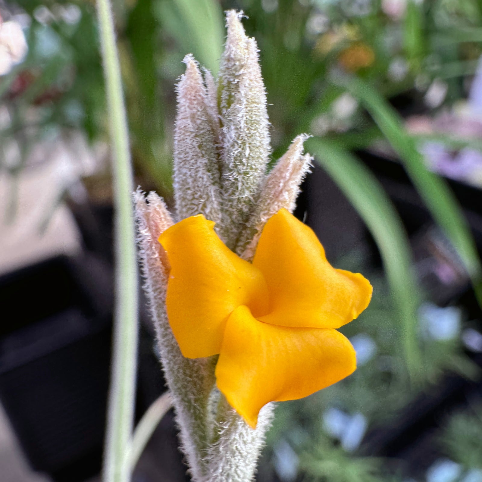 Tillandsia caliginosa x crocata