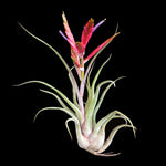 Tillandsia caput-medusae - The Medusa's Head Air Plant