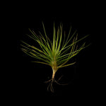 Tillandsia caulescens