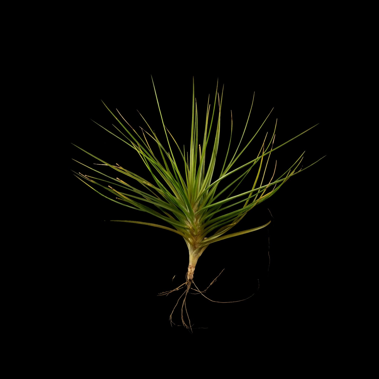 Tillandsia caulescens