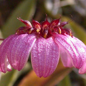 Bulbophyllum corolliferum