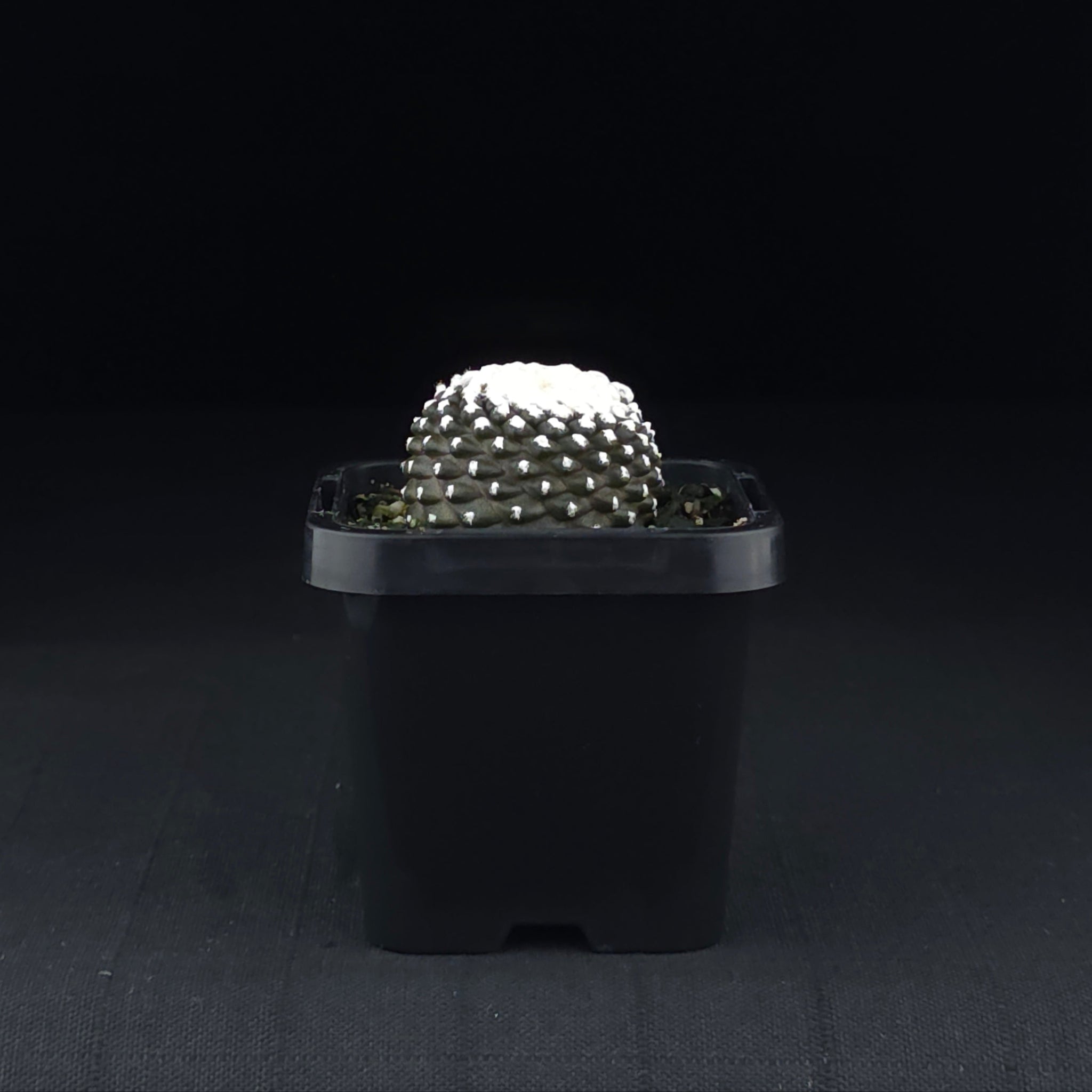 Copiapoa tenuissima f. Monstruosa