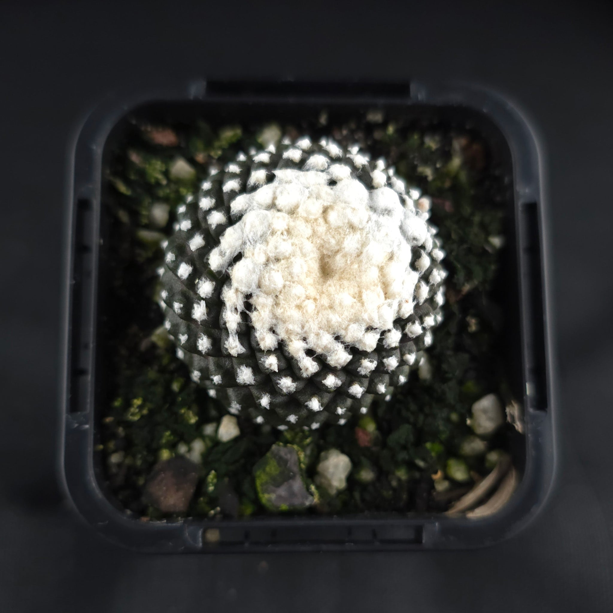Copiapoa tenuissima f. Monstruosa
