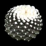 Copiapoa tenuissima f. Monstruosa