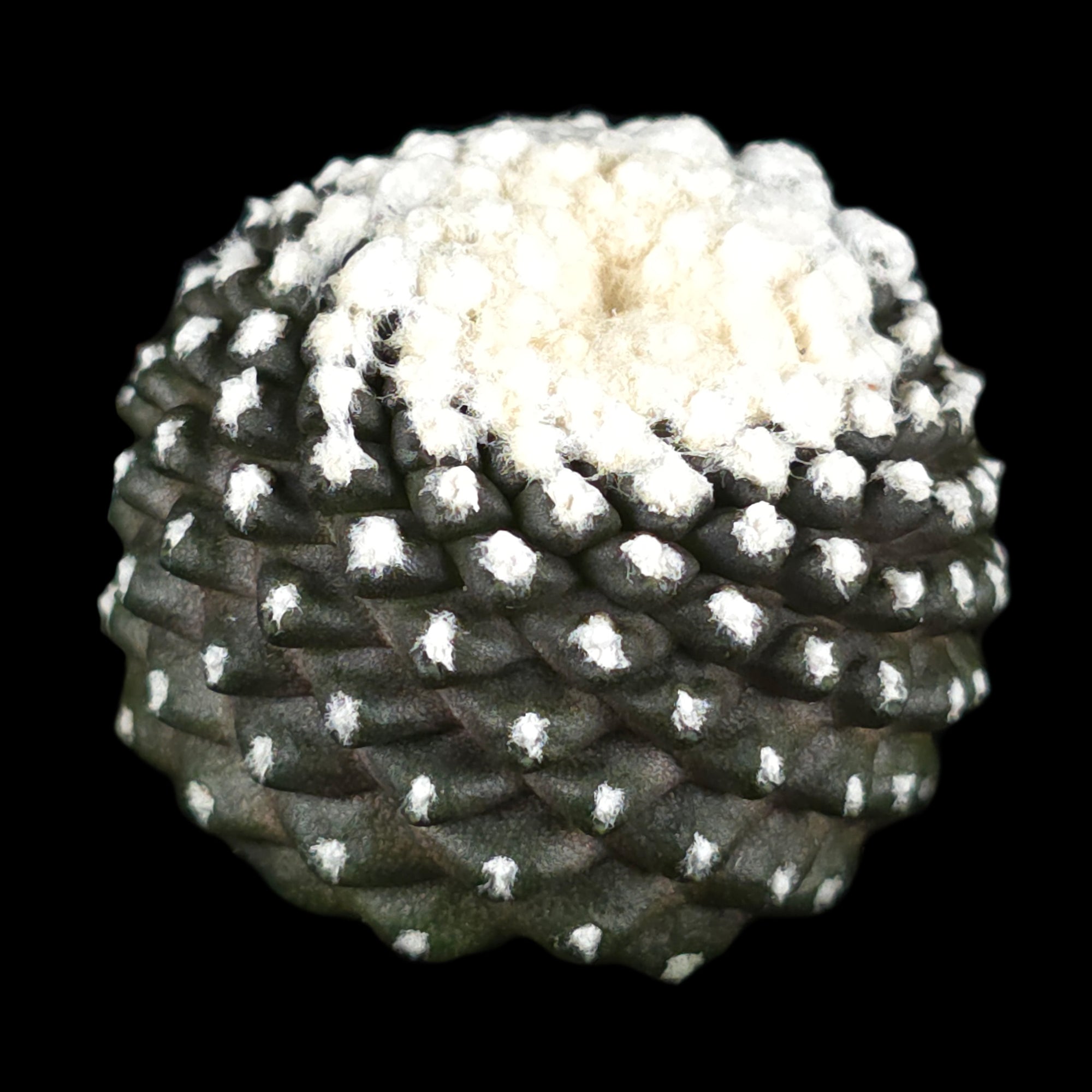 Copiapoa tenuissima f. Monstruosa