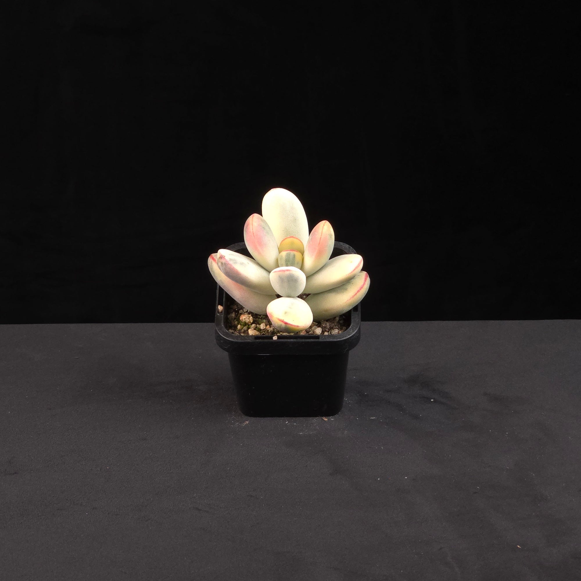 cotyledon-orbiculata-oophylla-variegated-round-leaf
