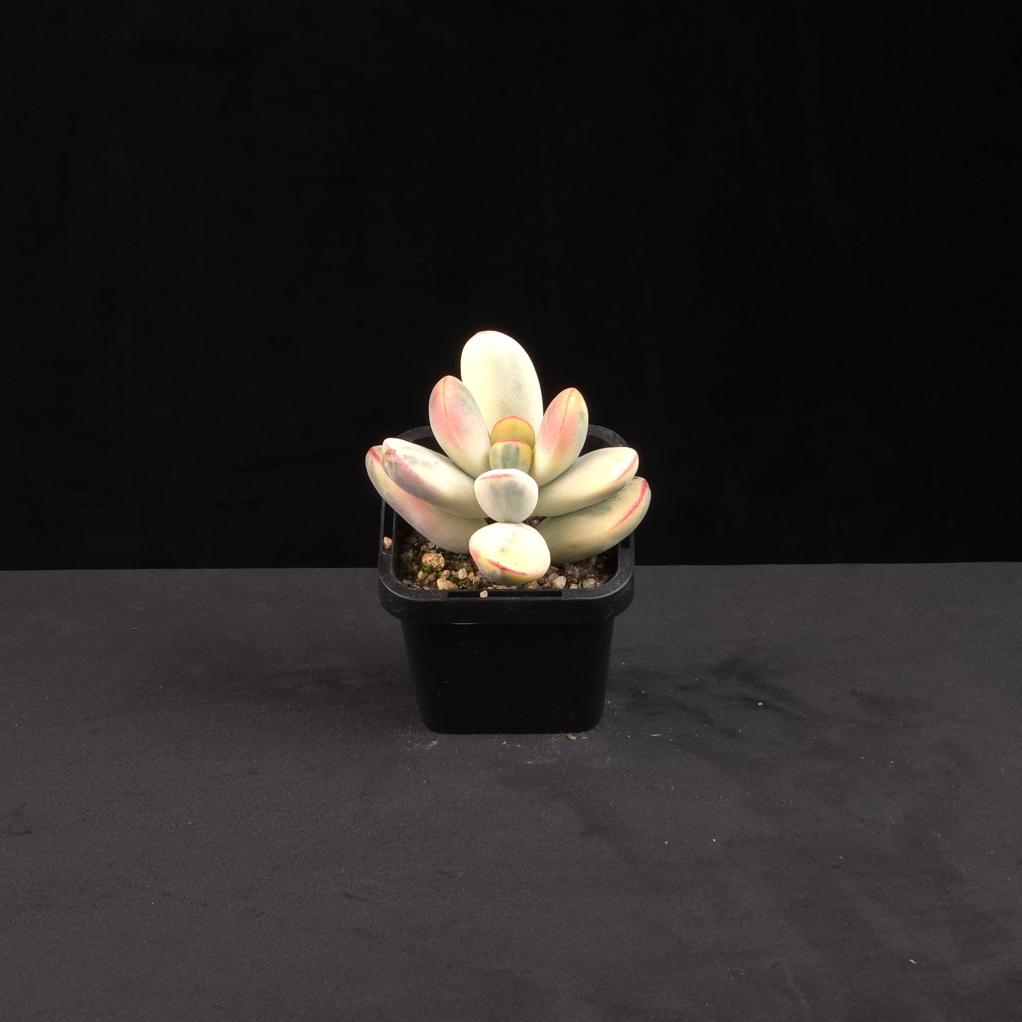 cotyledon-orbiculata-oophylla-variegated-round-leaf