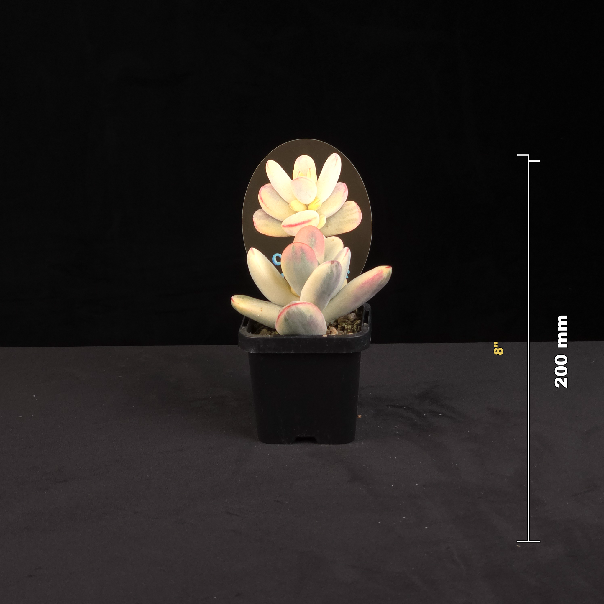 Cotyledon orbiculata Oophylla variegated Round Leaf with size reference