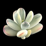cotyledon-orbiculata-oophylla-variegated-round-leaf