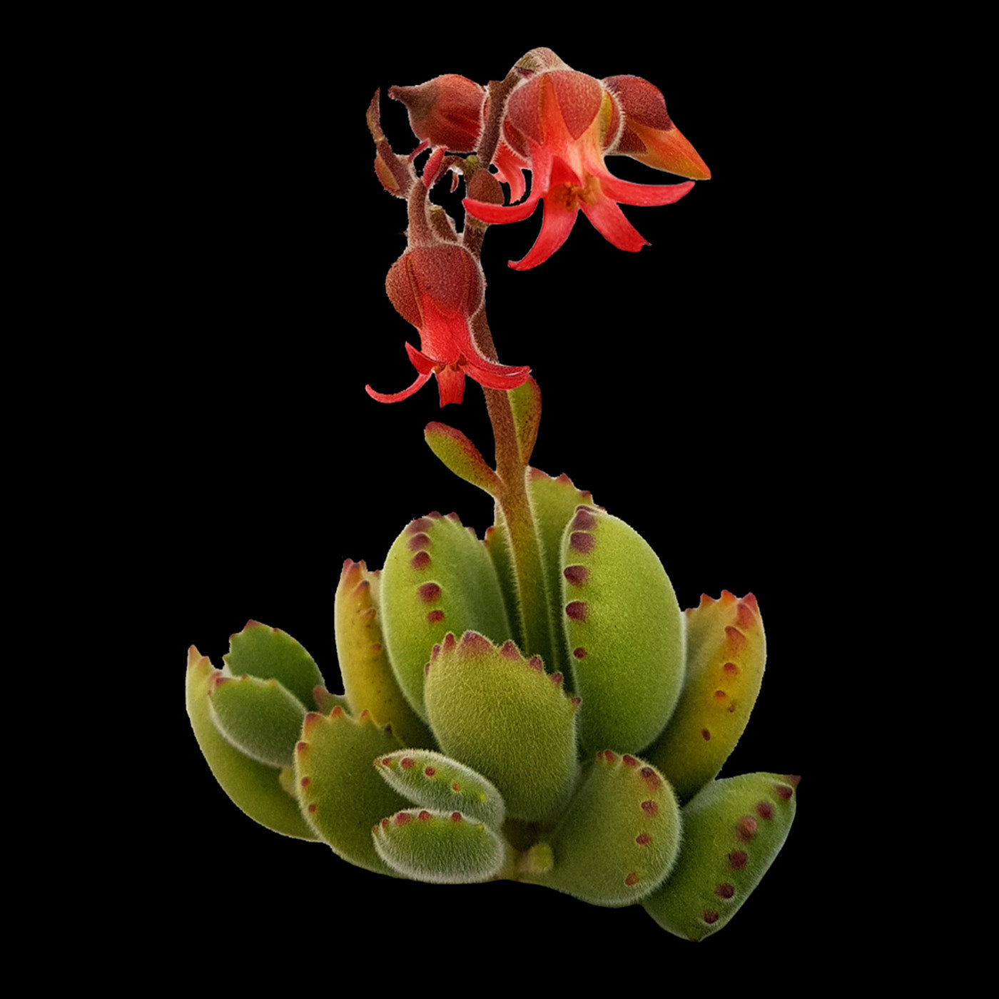 Cotyledon tomentosa Bear's Paw succulent with orange-red flowers