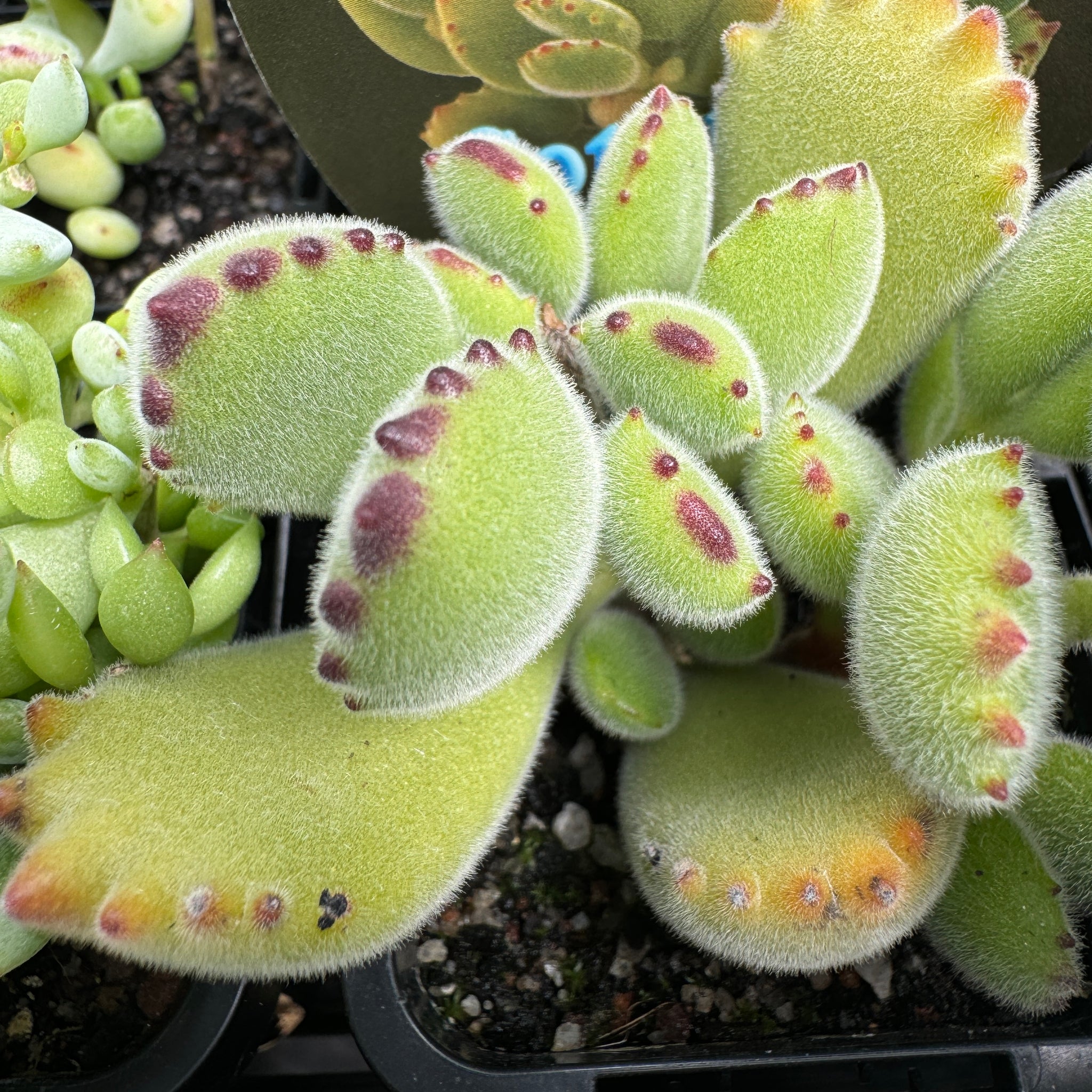 Cotyledon tomentosa Bear's Paw showing fuzzy red-tipped leaves
