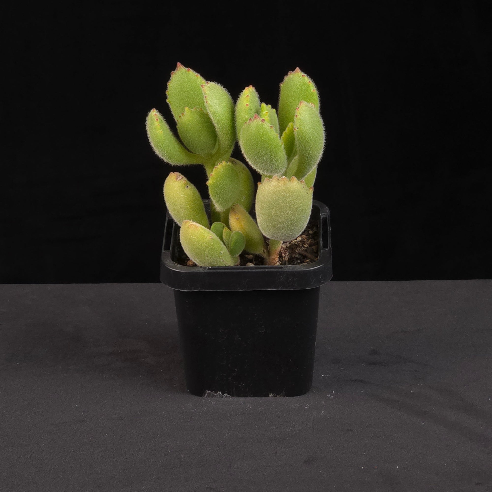 Cotyledon tomentosa Bear's Paw growing in black nursery pot