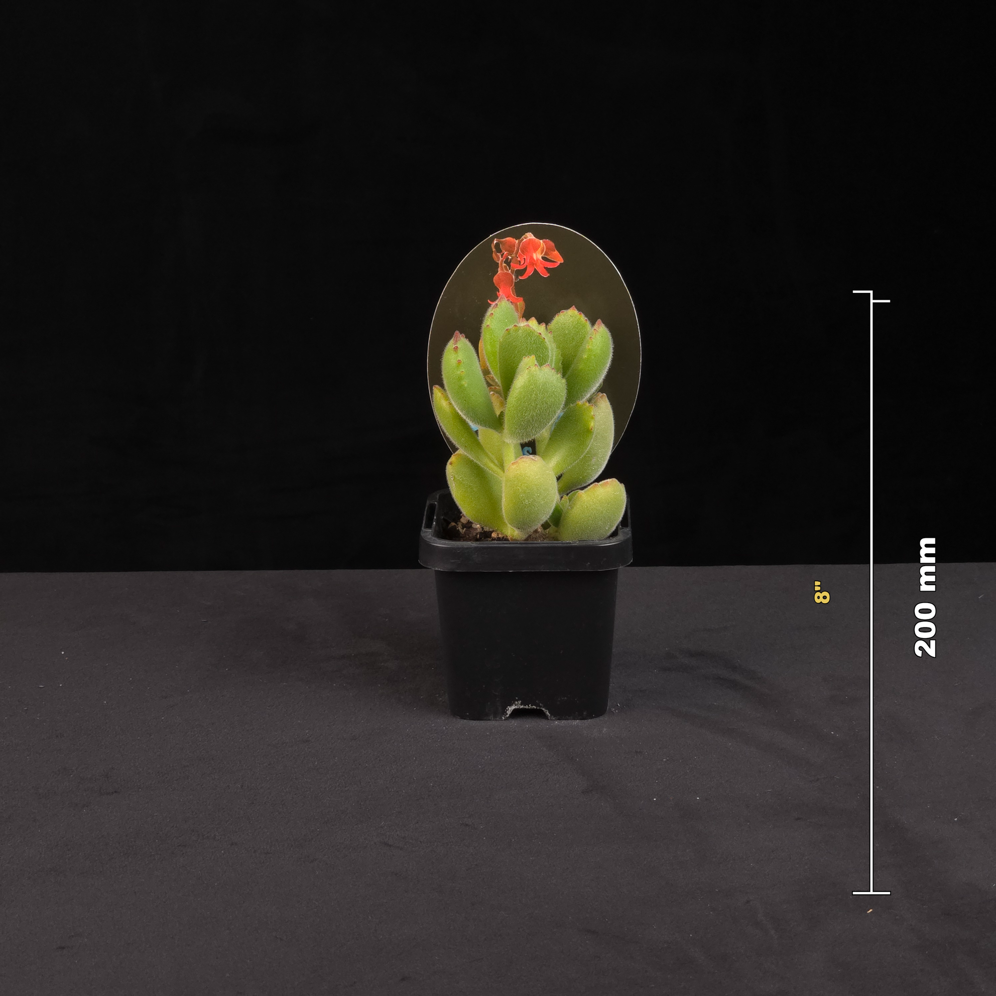 Cotyledon tomentosa Bear's Paw potted plant with size reference