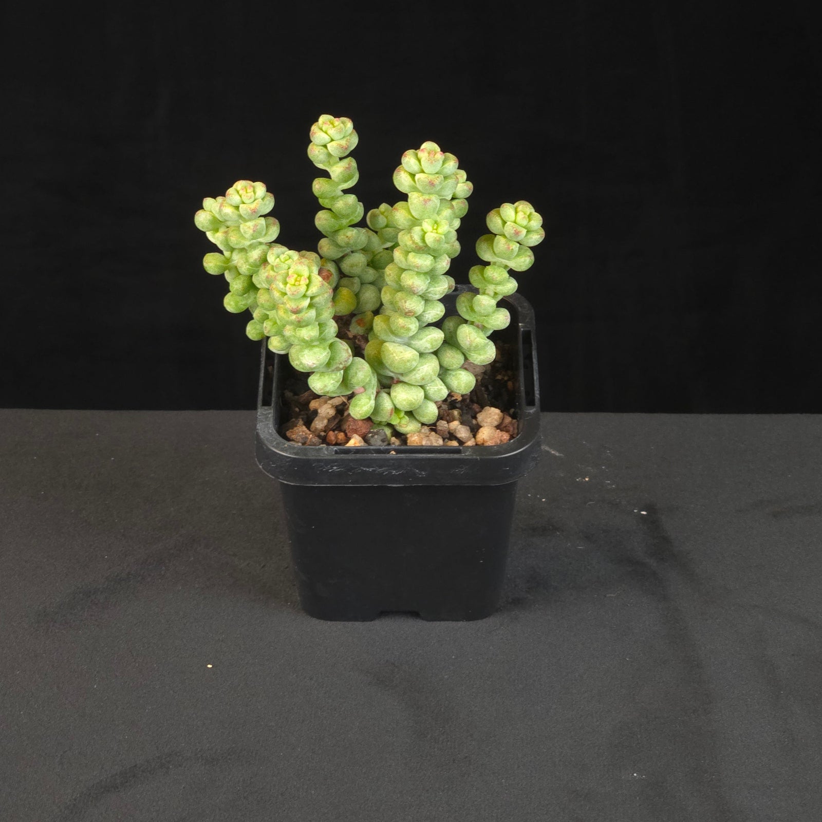 Crassula Baby's Surprise with compact clustered green stems