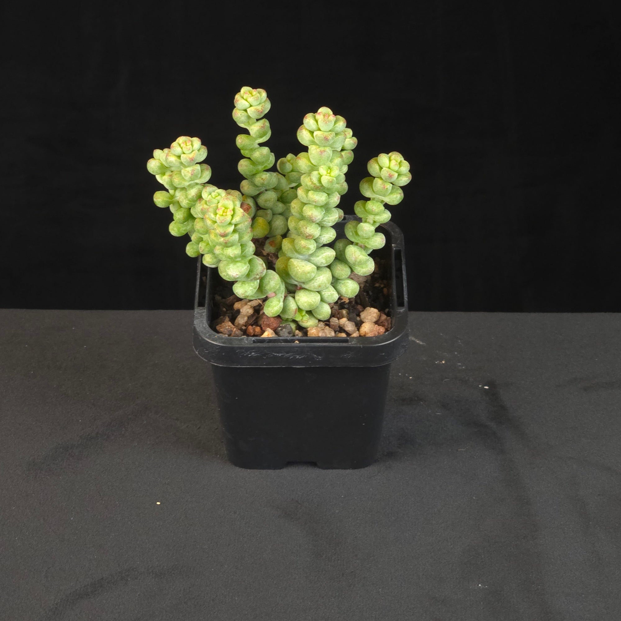 Crassula Baby's Surprise with compact clustered green stems