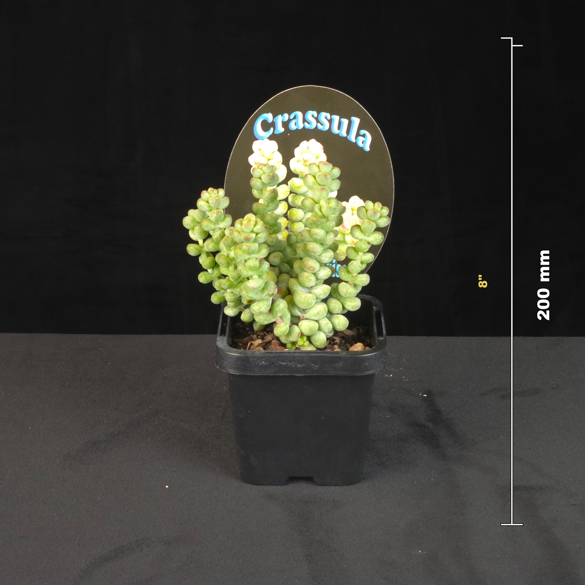 Crassula Baby's Surprise potted plant shown with size reference